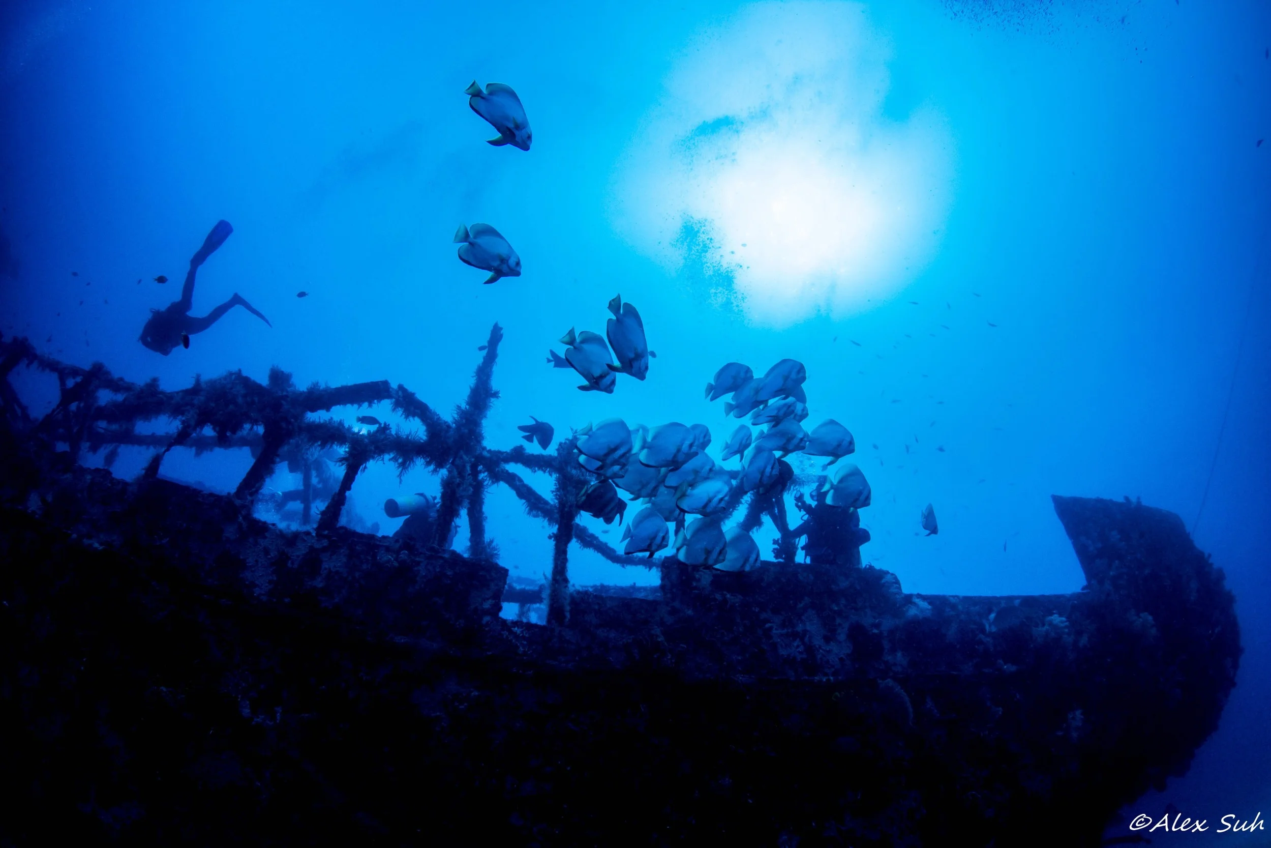 Bat Fish over Alma Jane Wreck