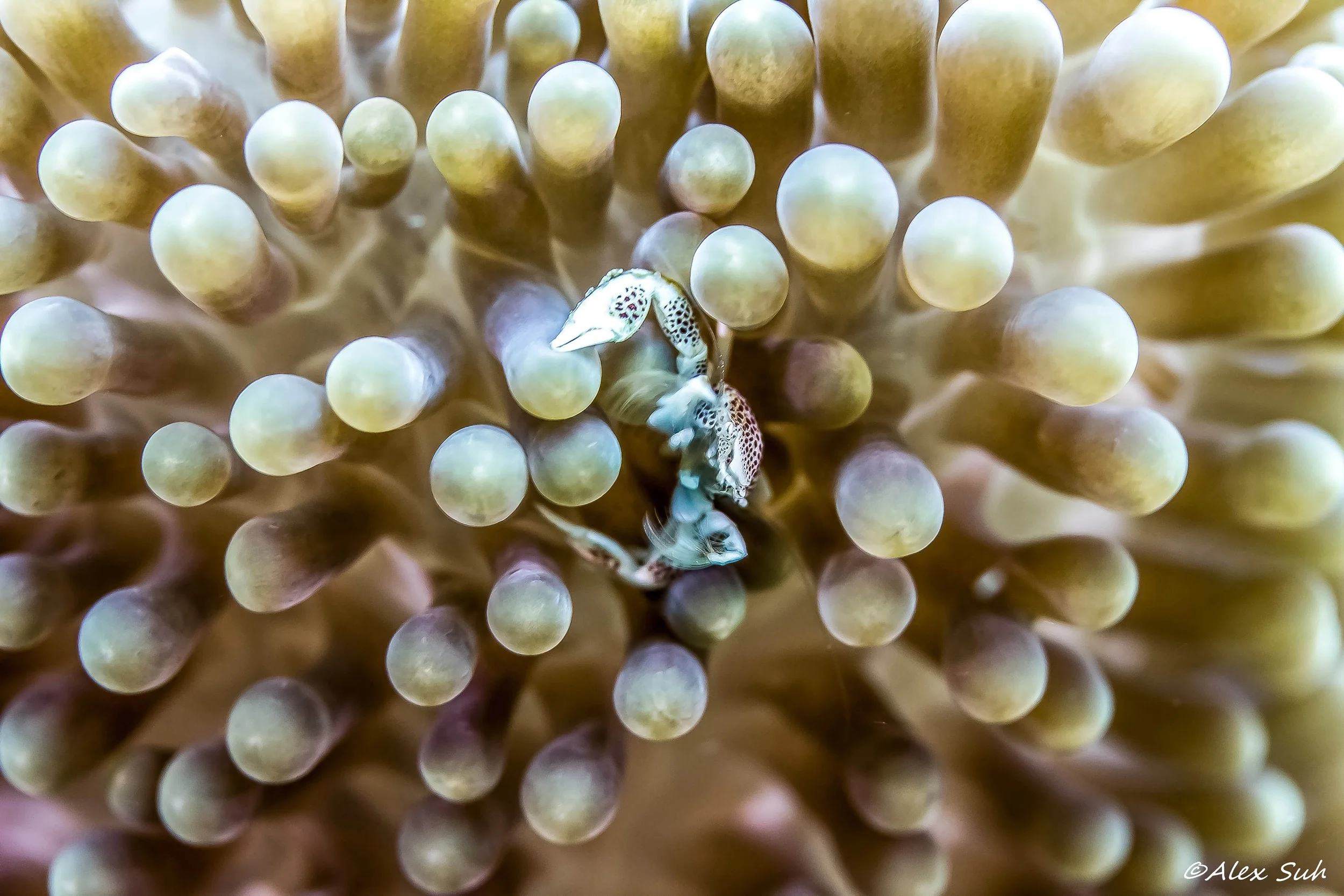 Porcelain Crab