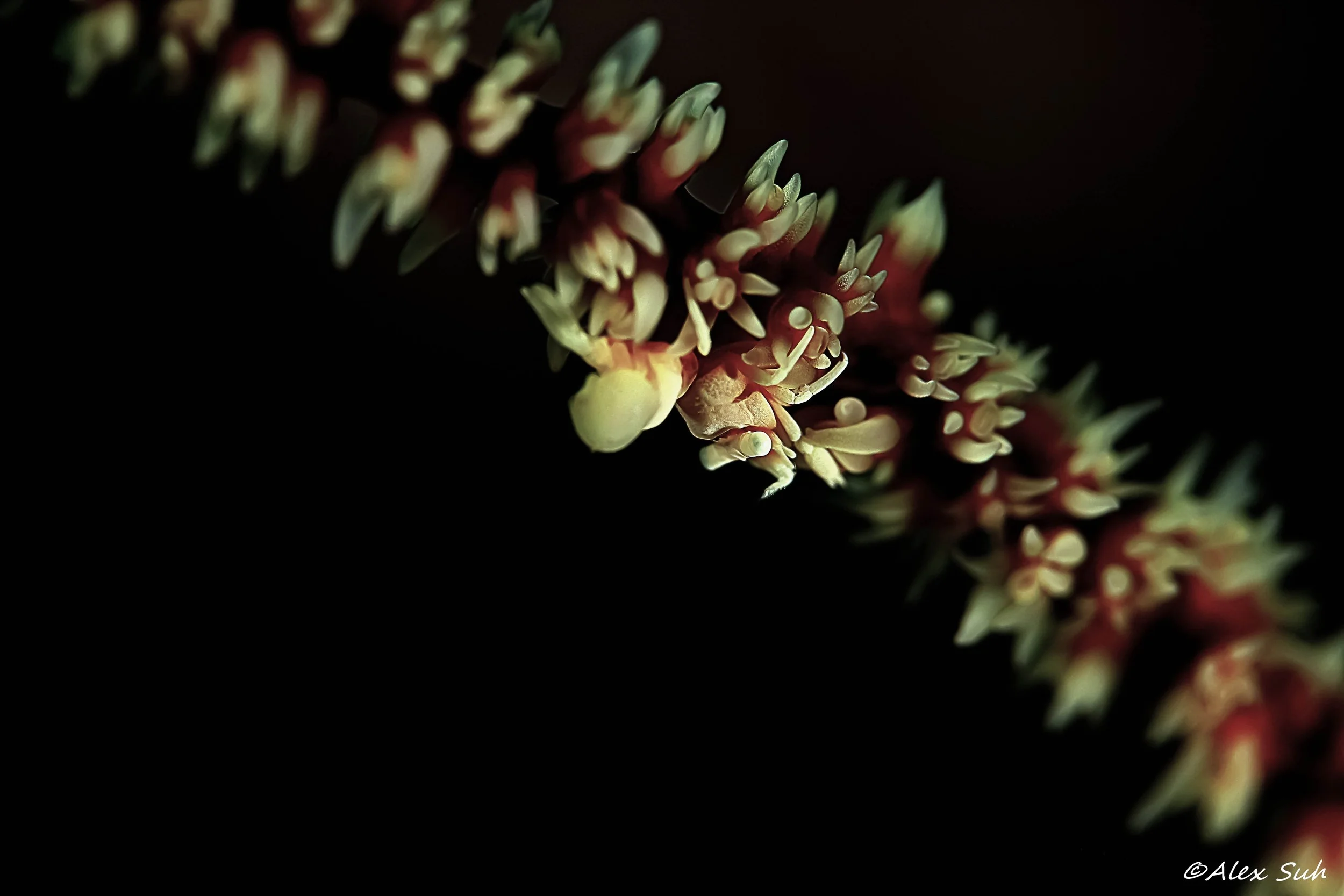 Shrimp on Whip Coral
