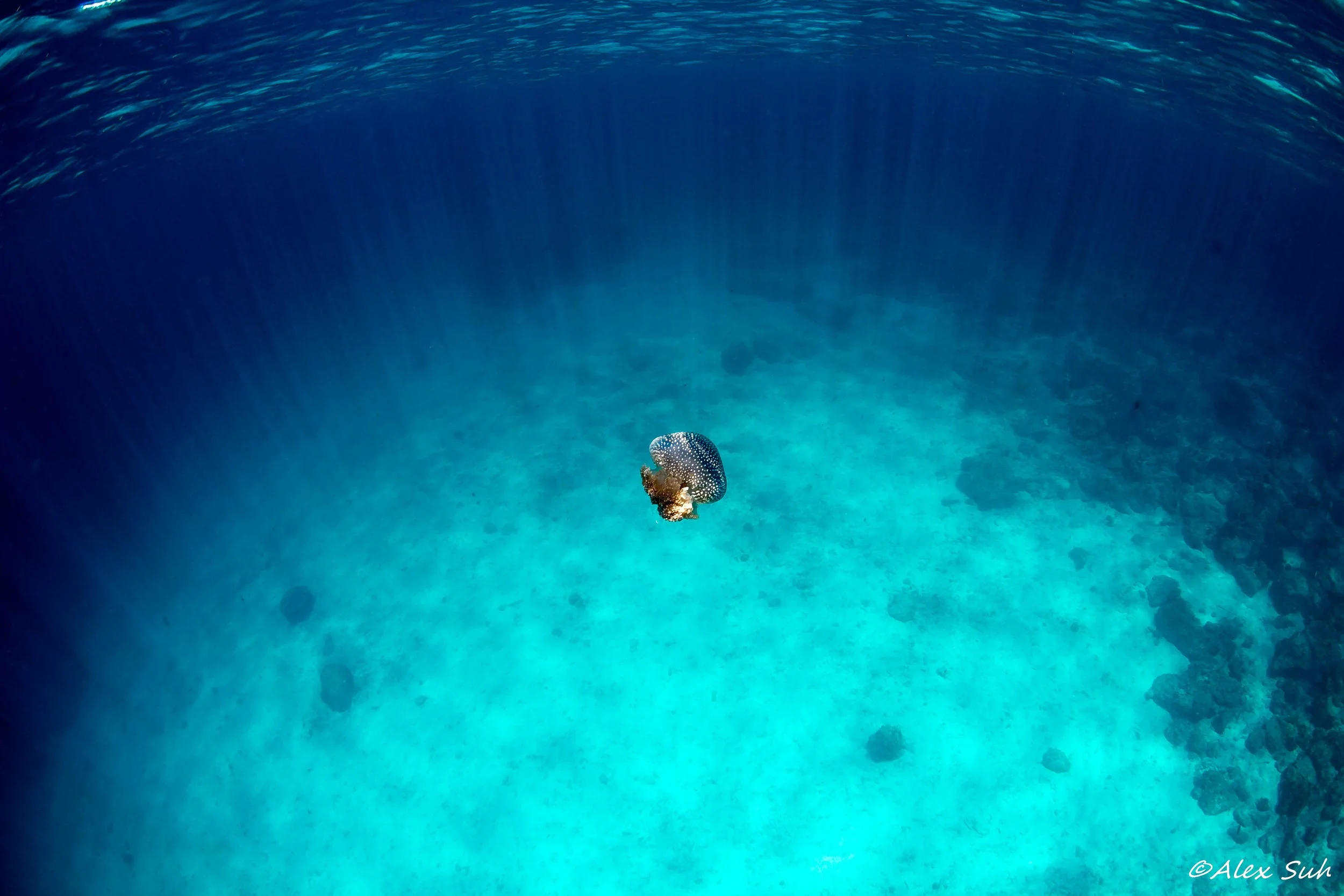 Jelly Fish with Sun Rays