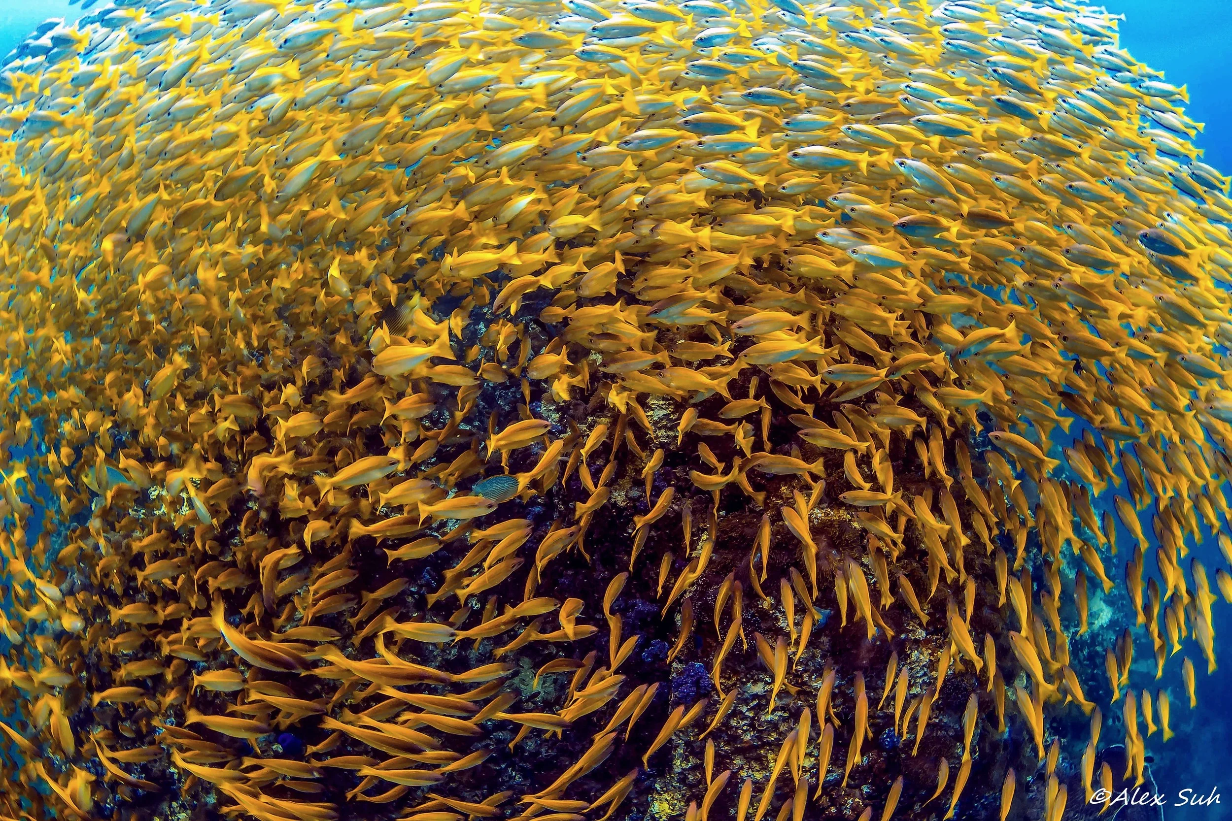 School of Yellow Snappers