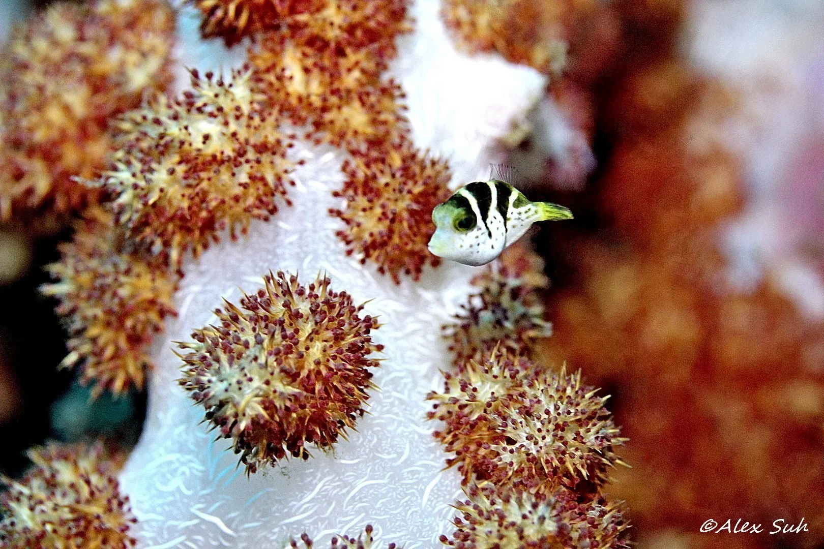 Small Puffer Fish