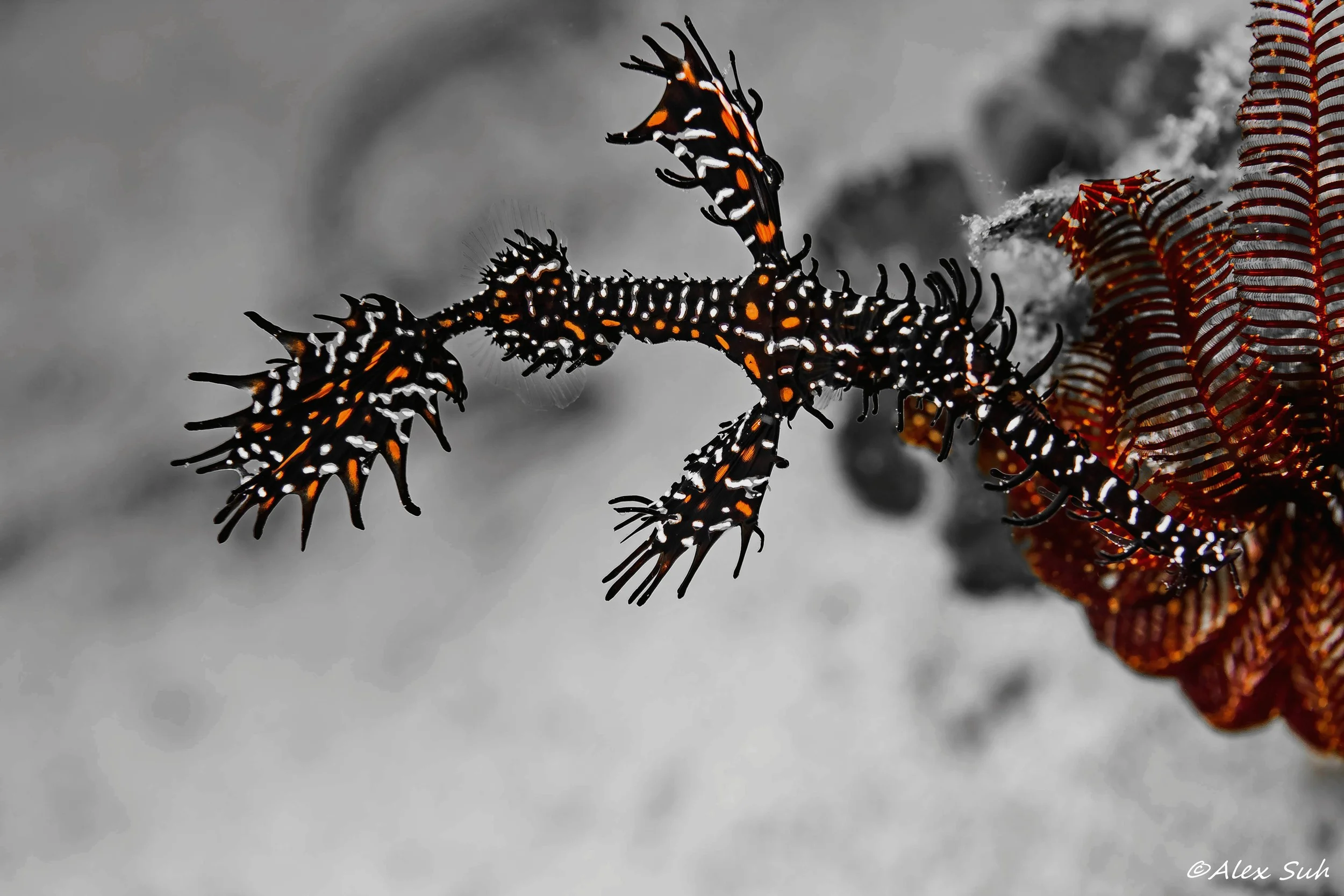 Ghost Pipe Fish