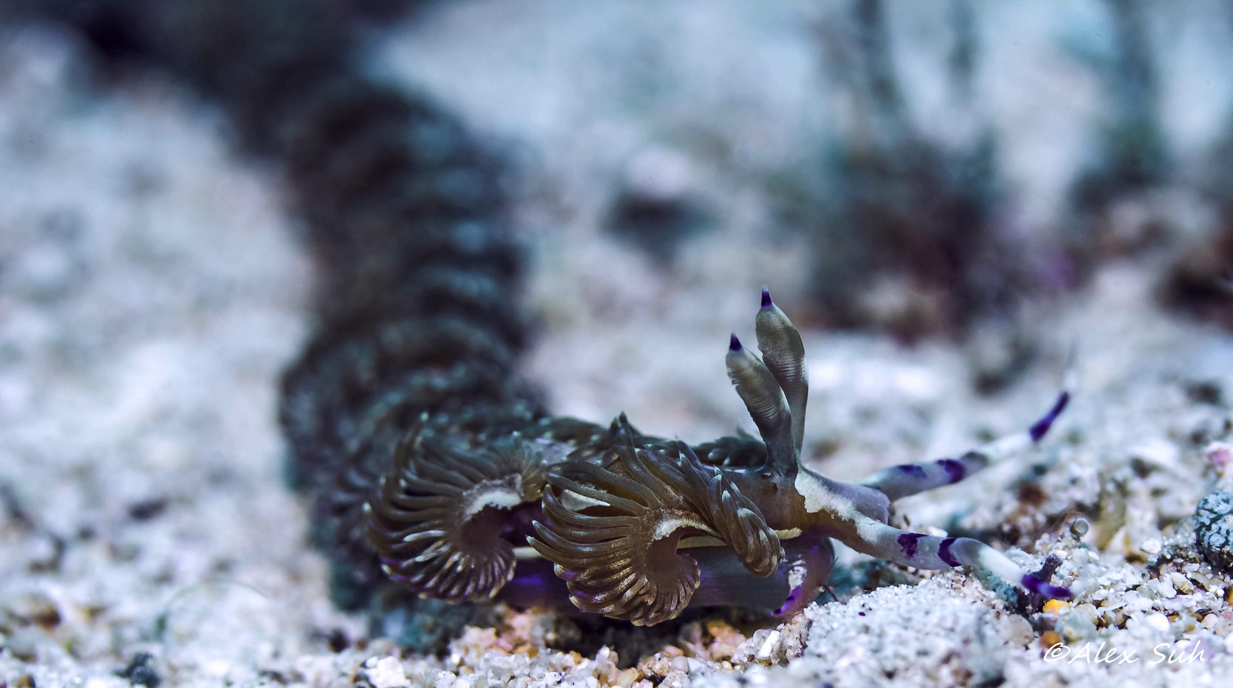 Dragon Nudibranch (Pteraeolidia ianthina)