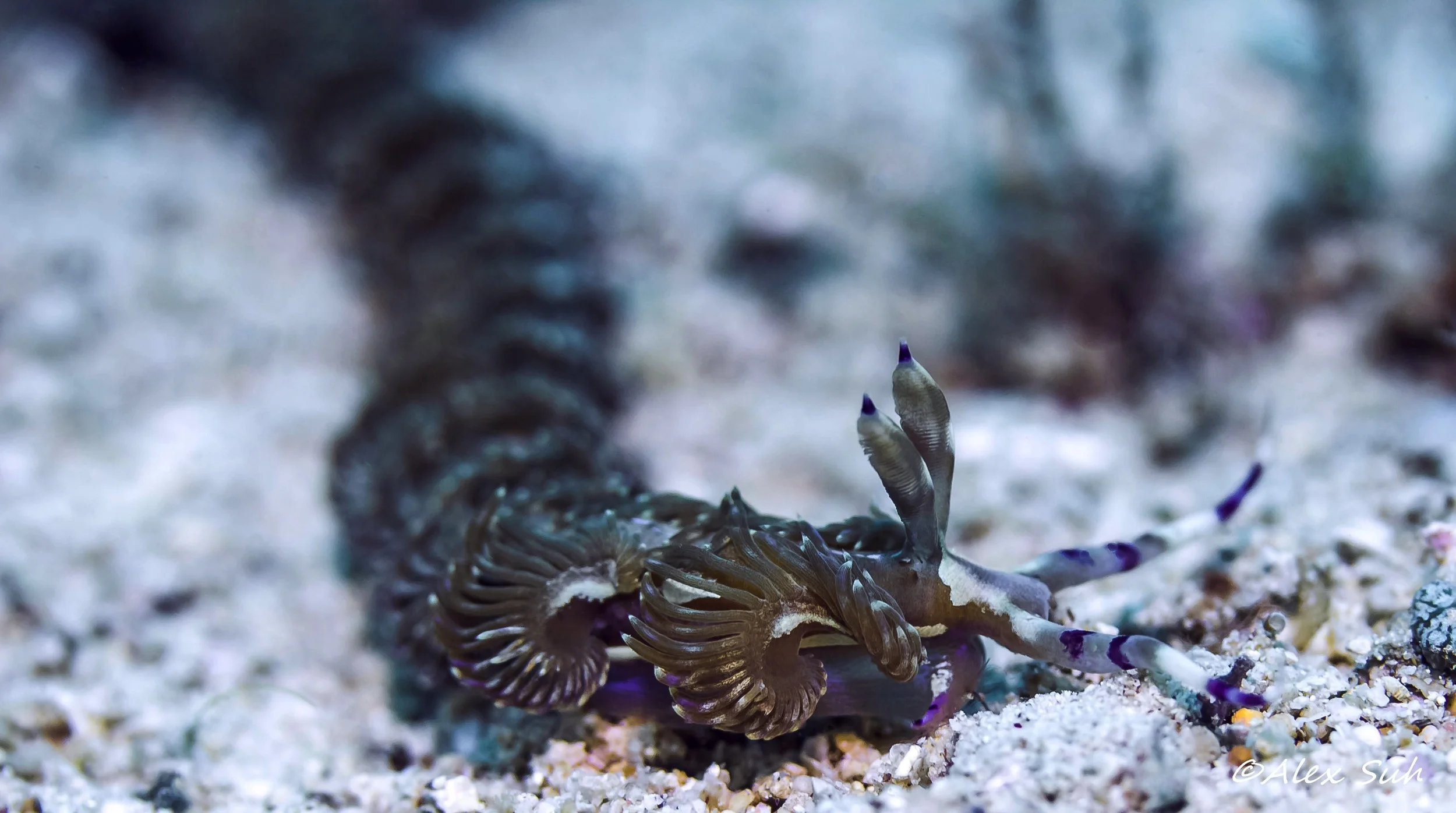 Dragon Nudibranch (Pteraeolidia ianthina)