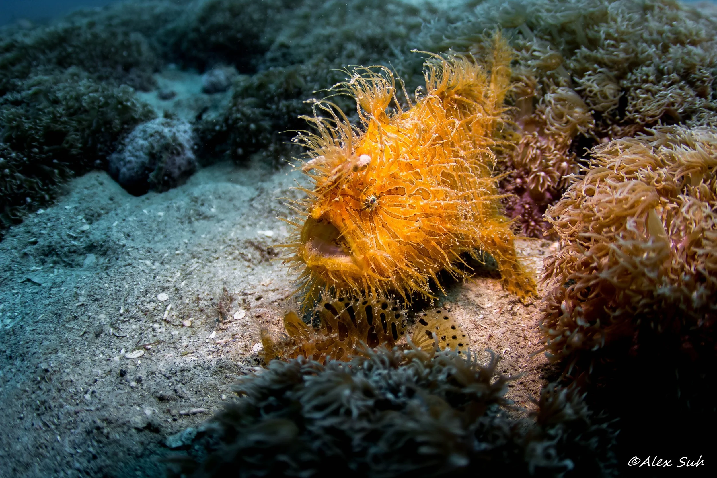 Mother Hairy Frogfish