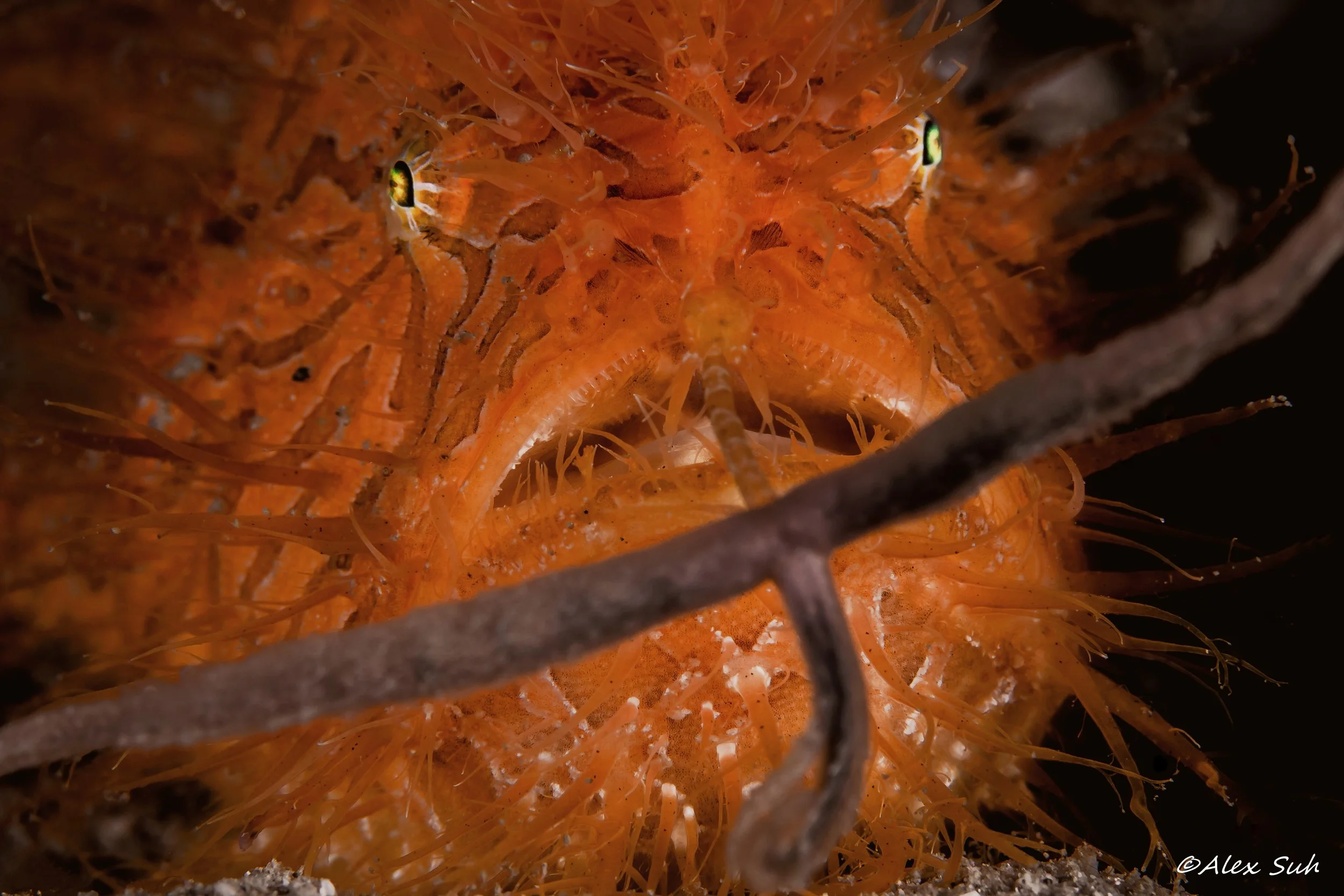 Hairy Frogfish Wiggling Worm