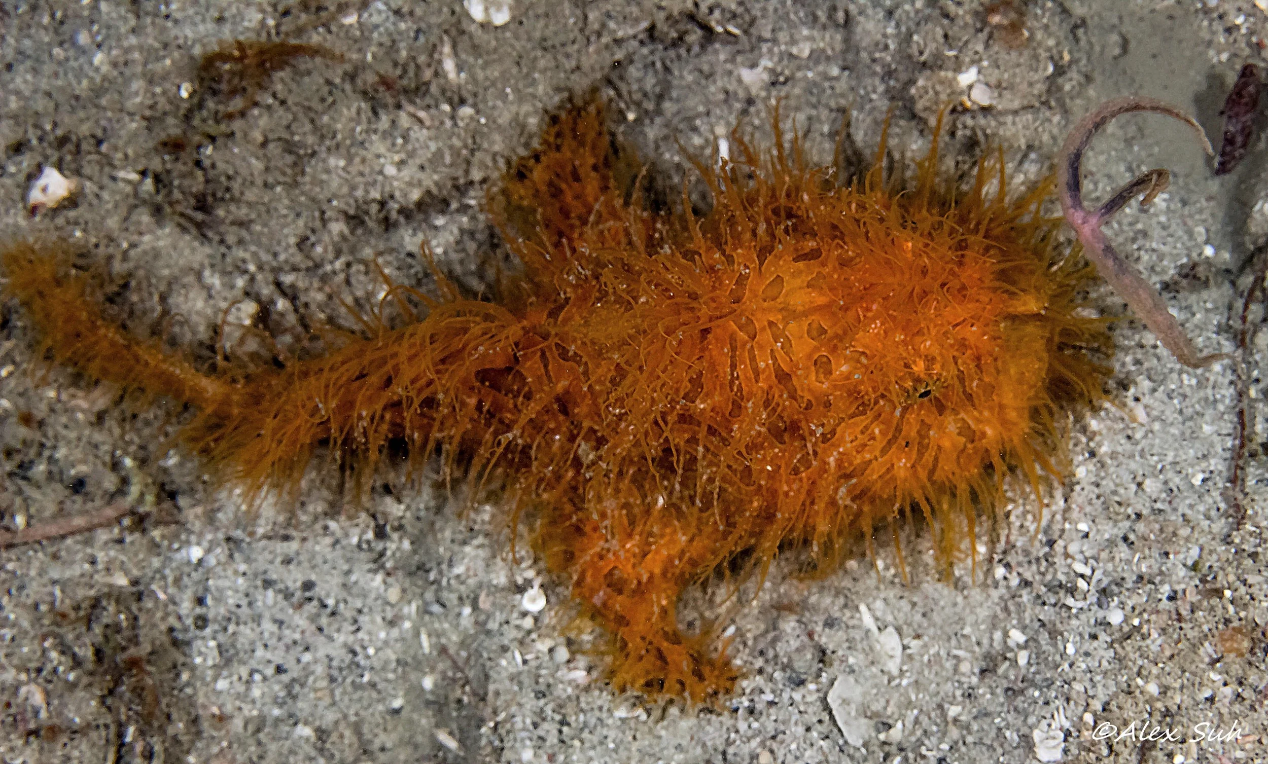 Hairy Frogfish Top View
