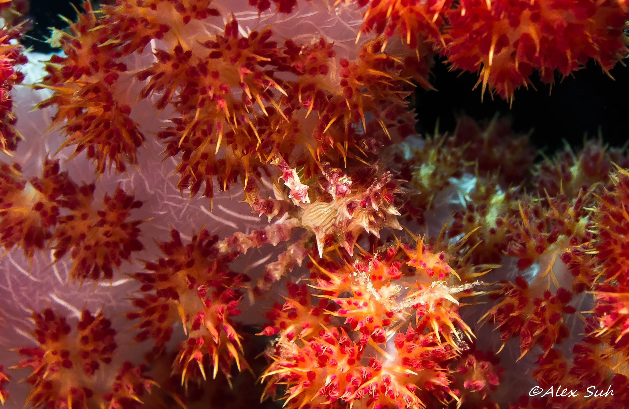 Soft Coral Crab