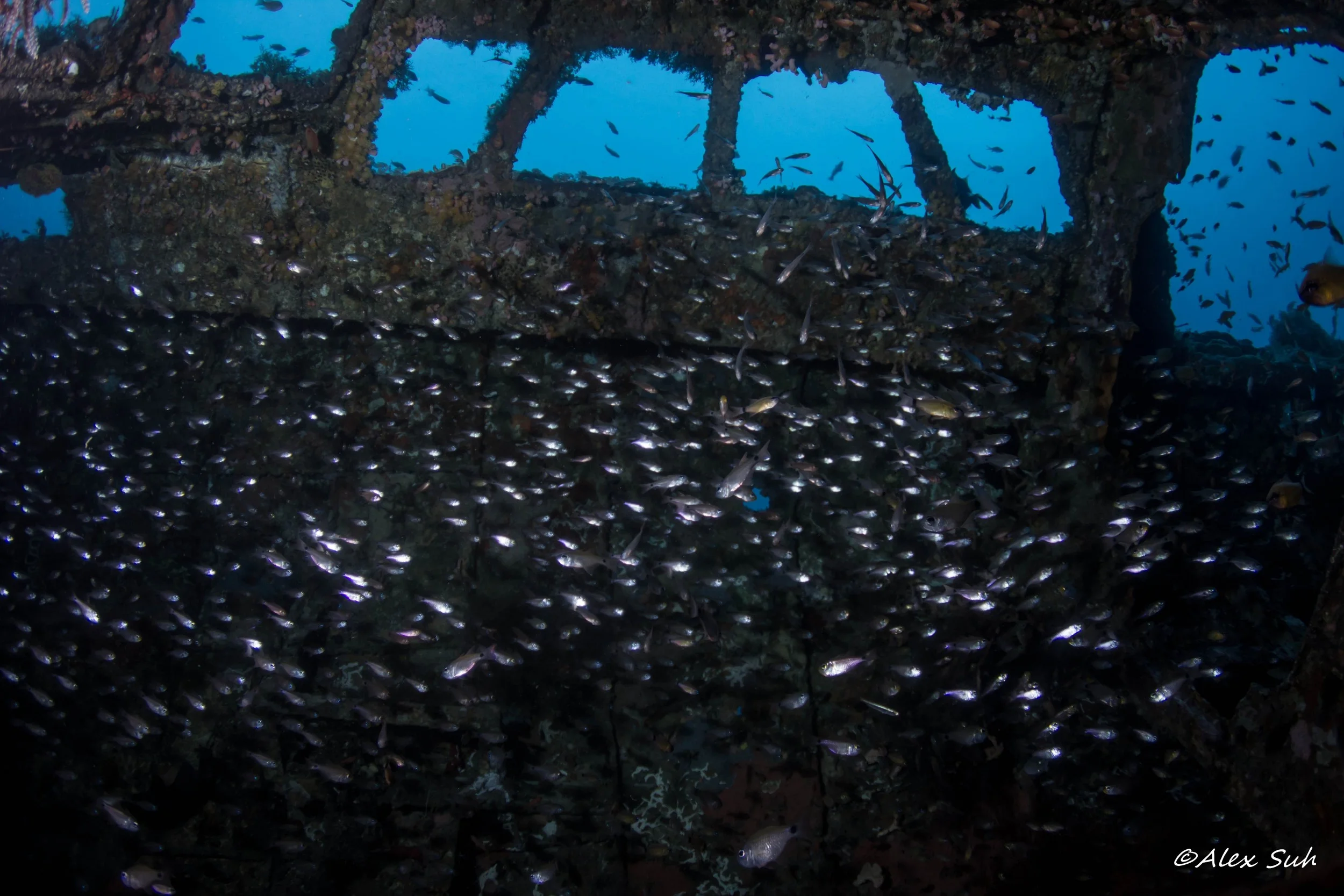 Silver Fish within a Wreck