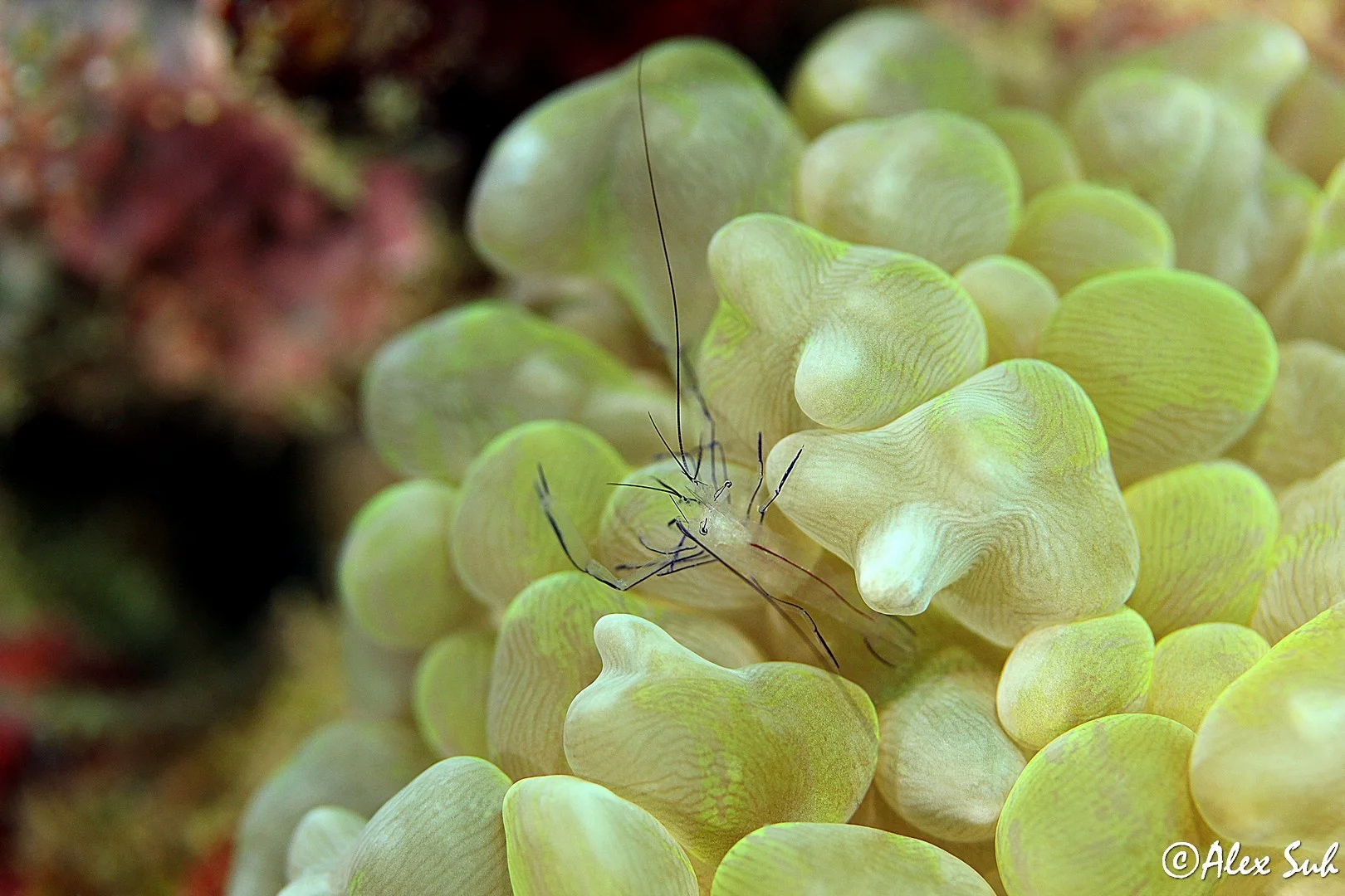 Bubble Coral Shrimp (Vir philippinesis)