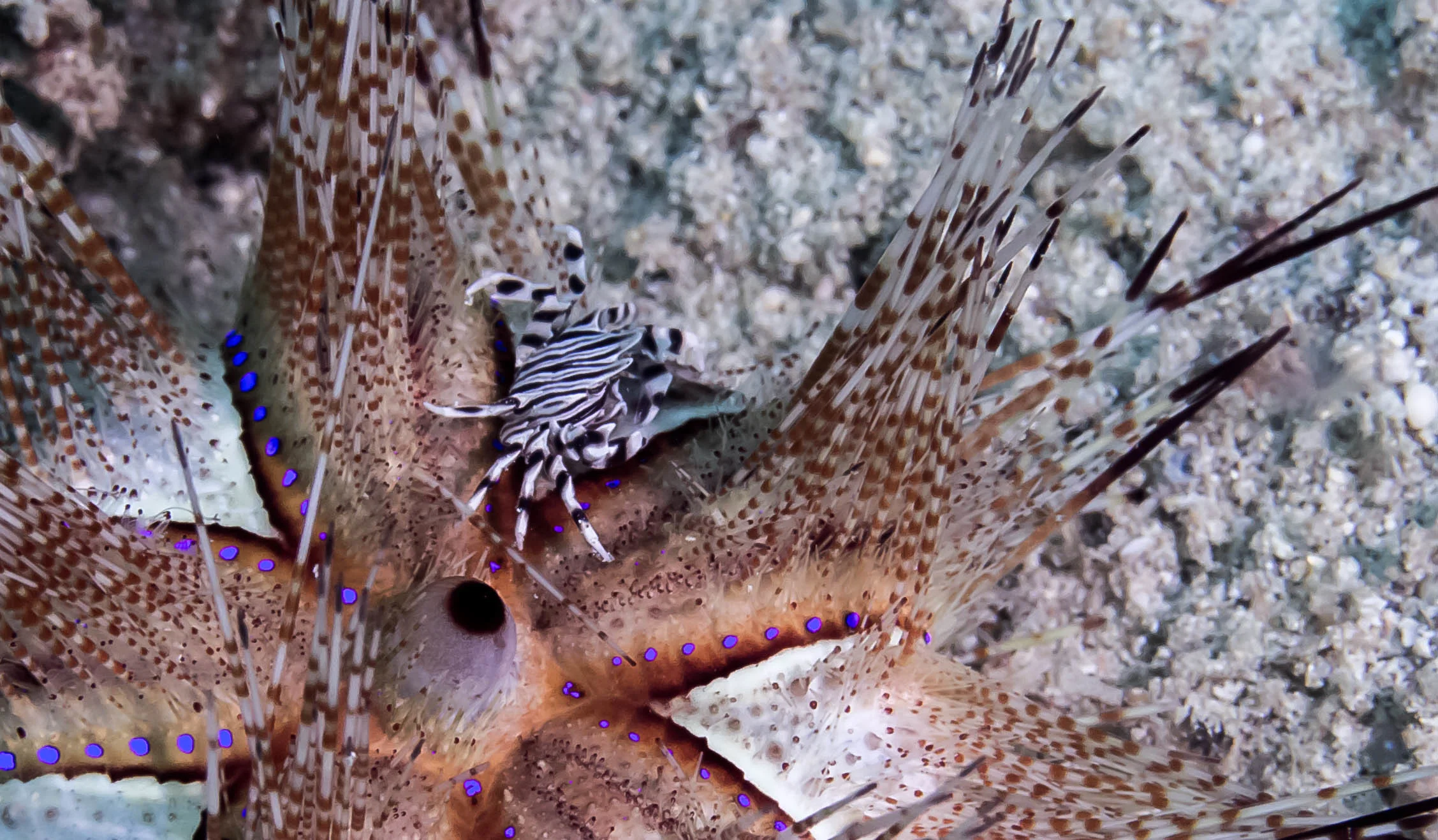 Zebra Urchin Crab (Zebrida adamsu)