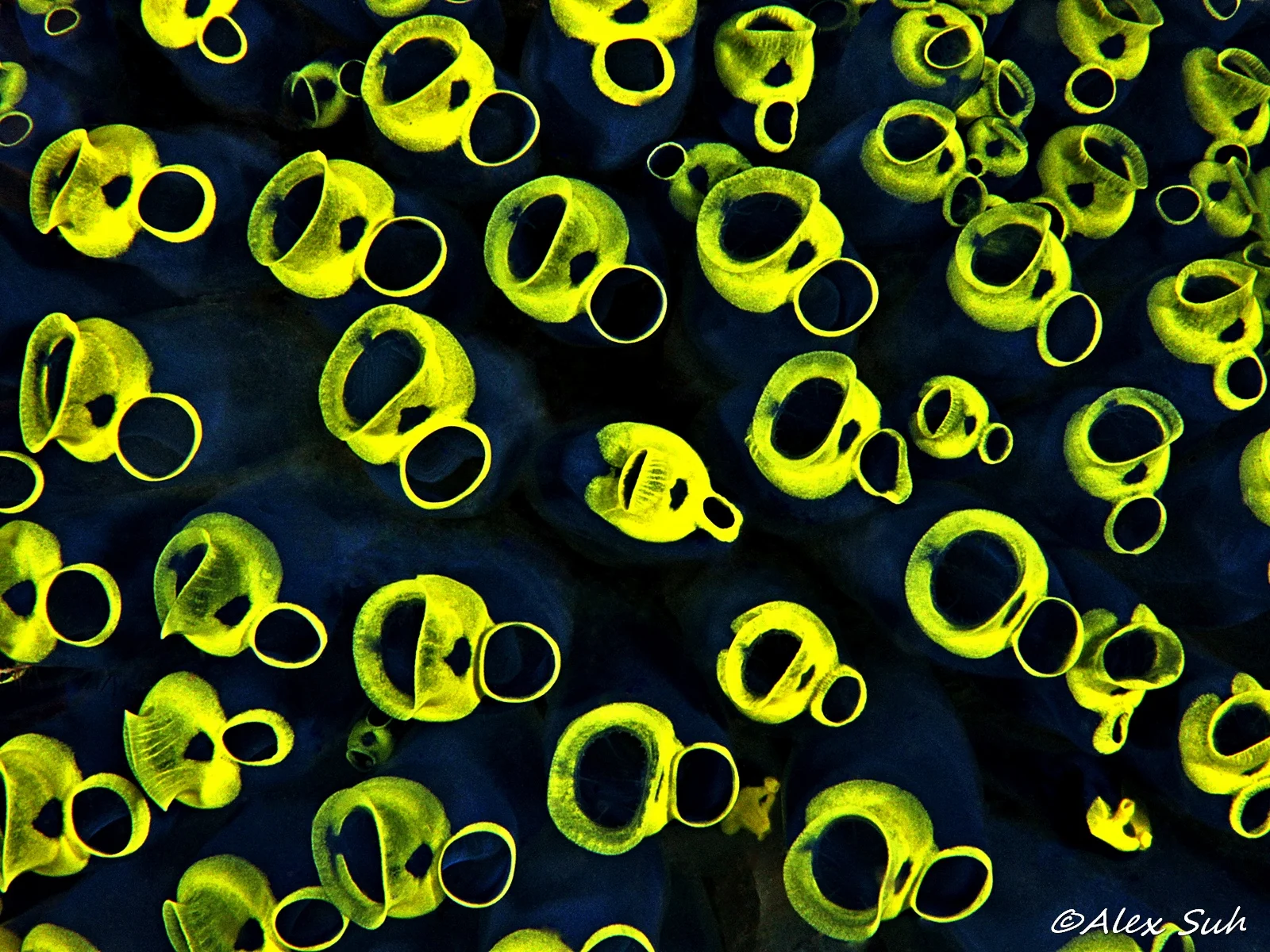 Blue Soft Coral.jpg