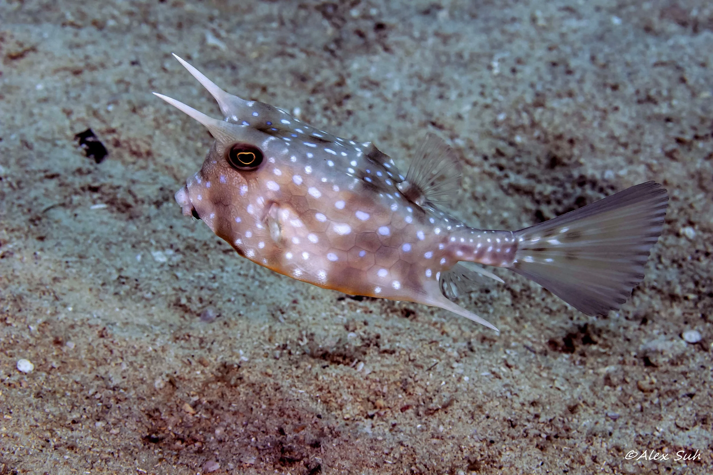 Longhorn Cowfish (Lactoria cornuta)