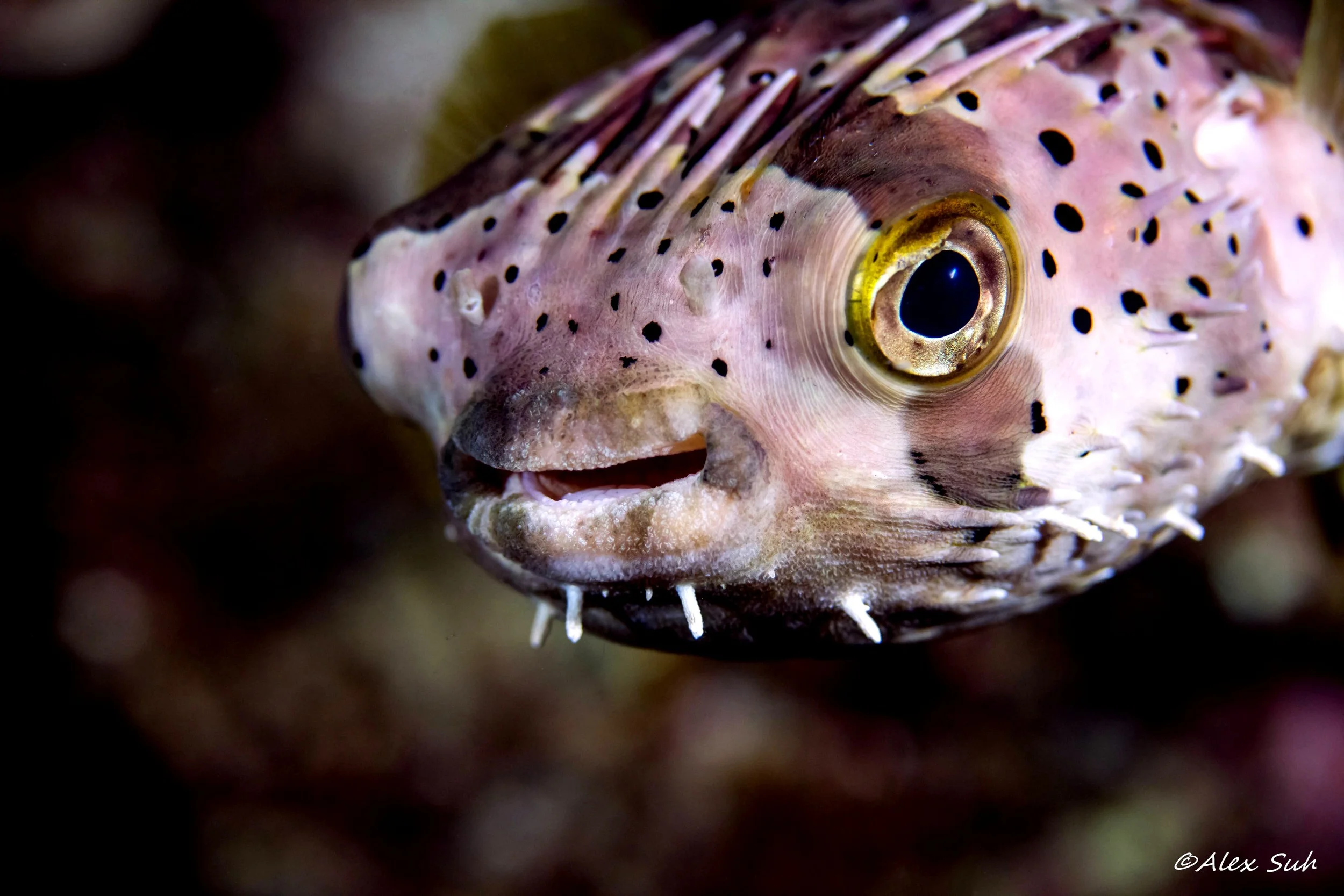 Porcupine Puffer (Diodon holocanthus)
