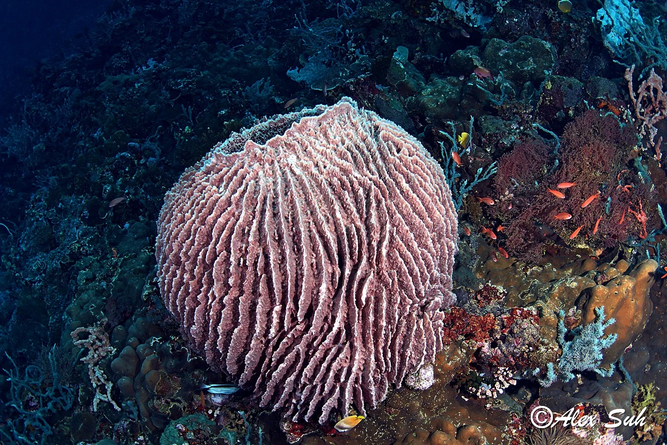 Lg. Barrel Sponge Verde Island, Philippines