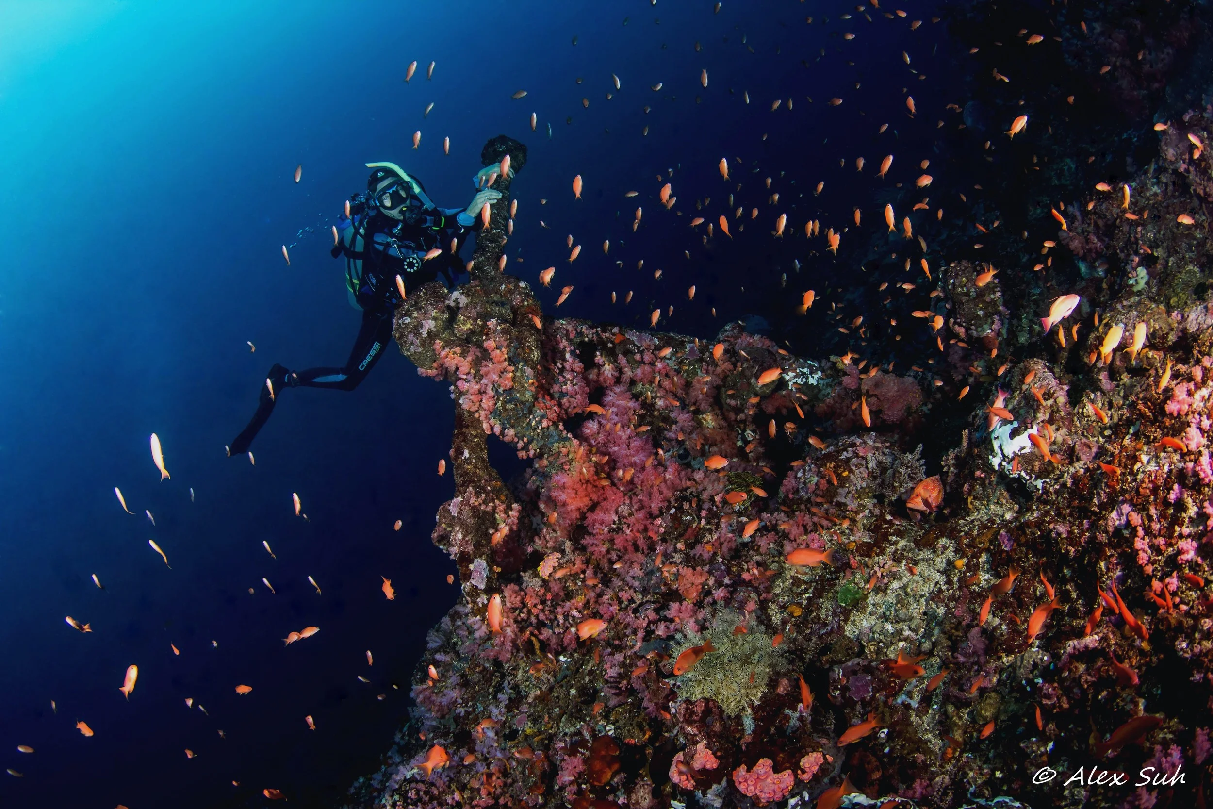 Old Anchor Covered with Coral