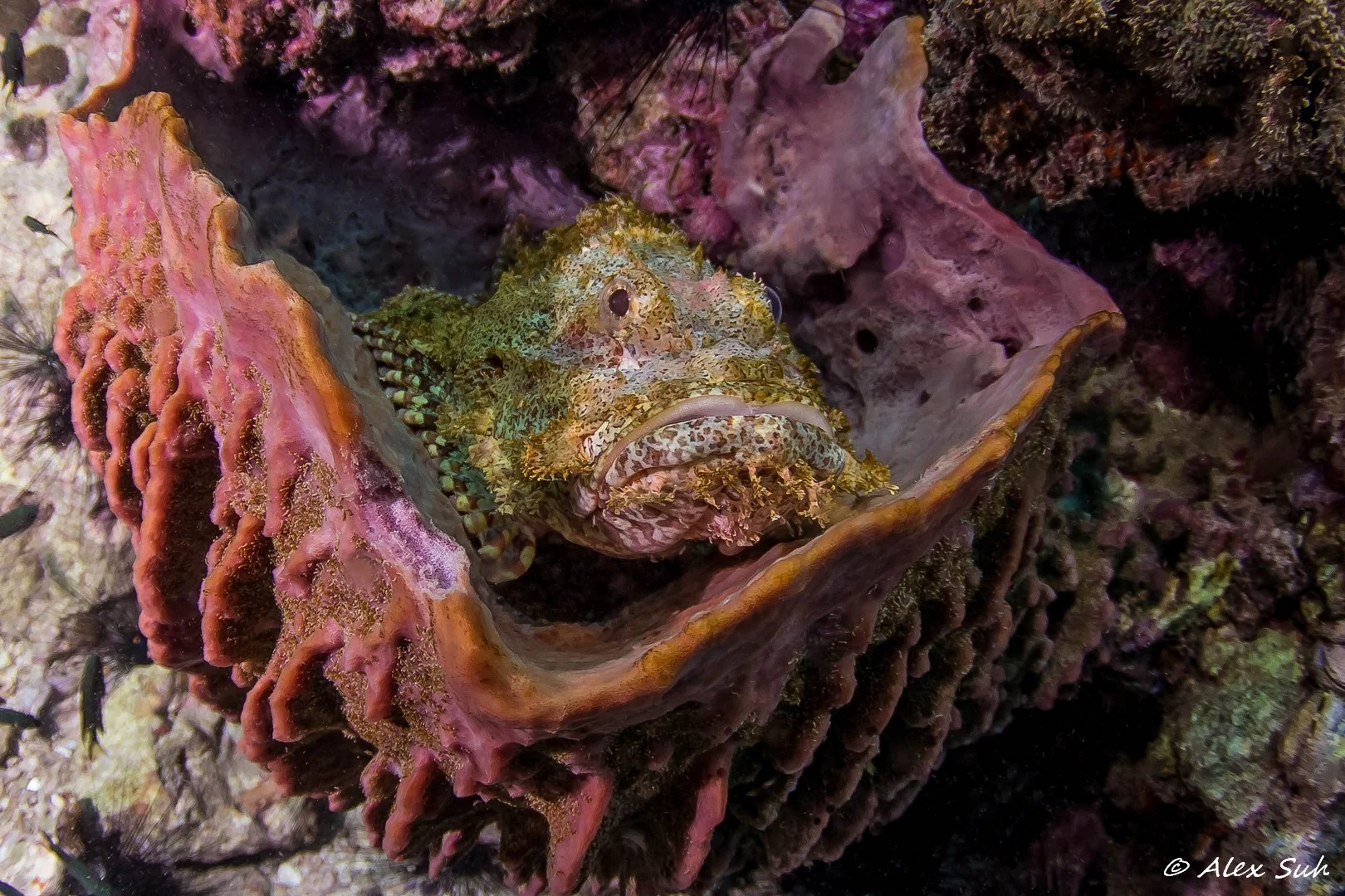 Giant Sculpin Fish