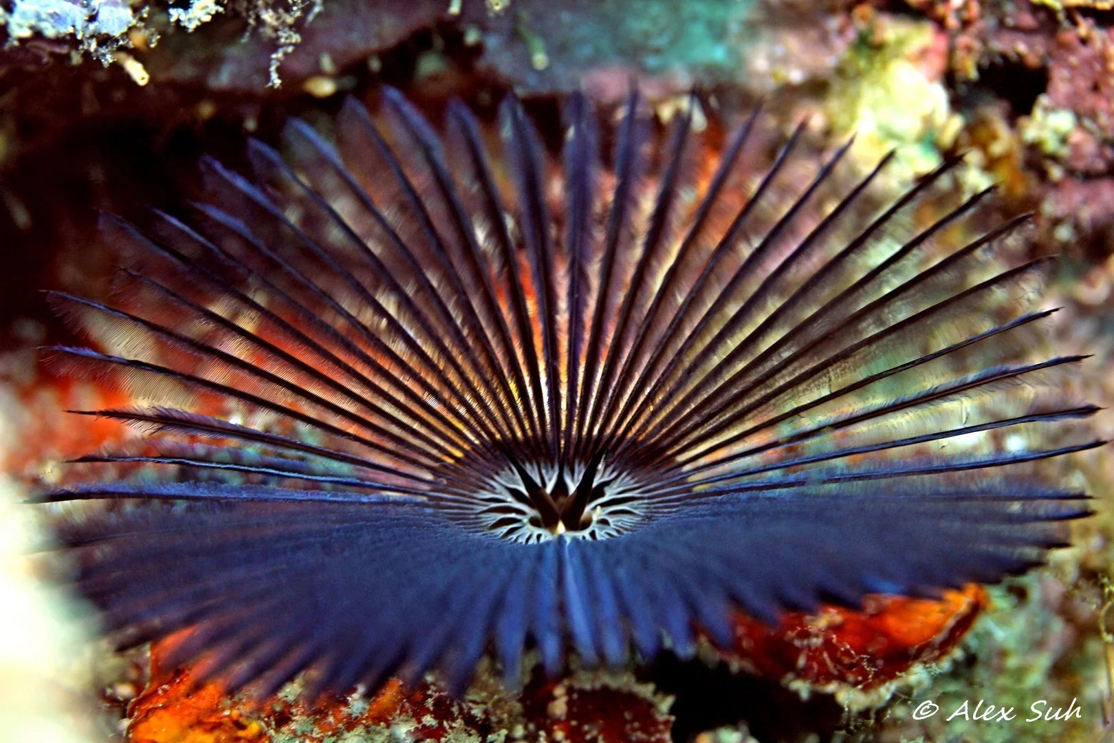 Blue Feather Duster
