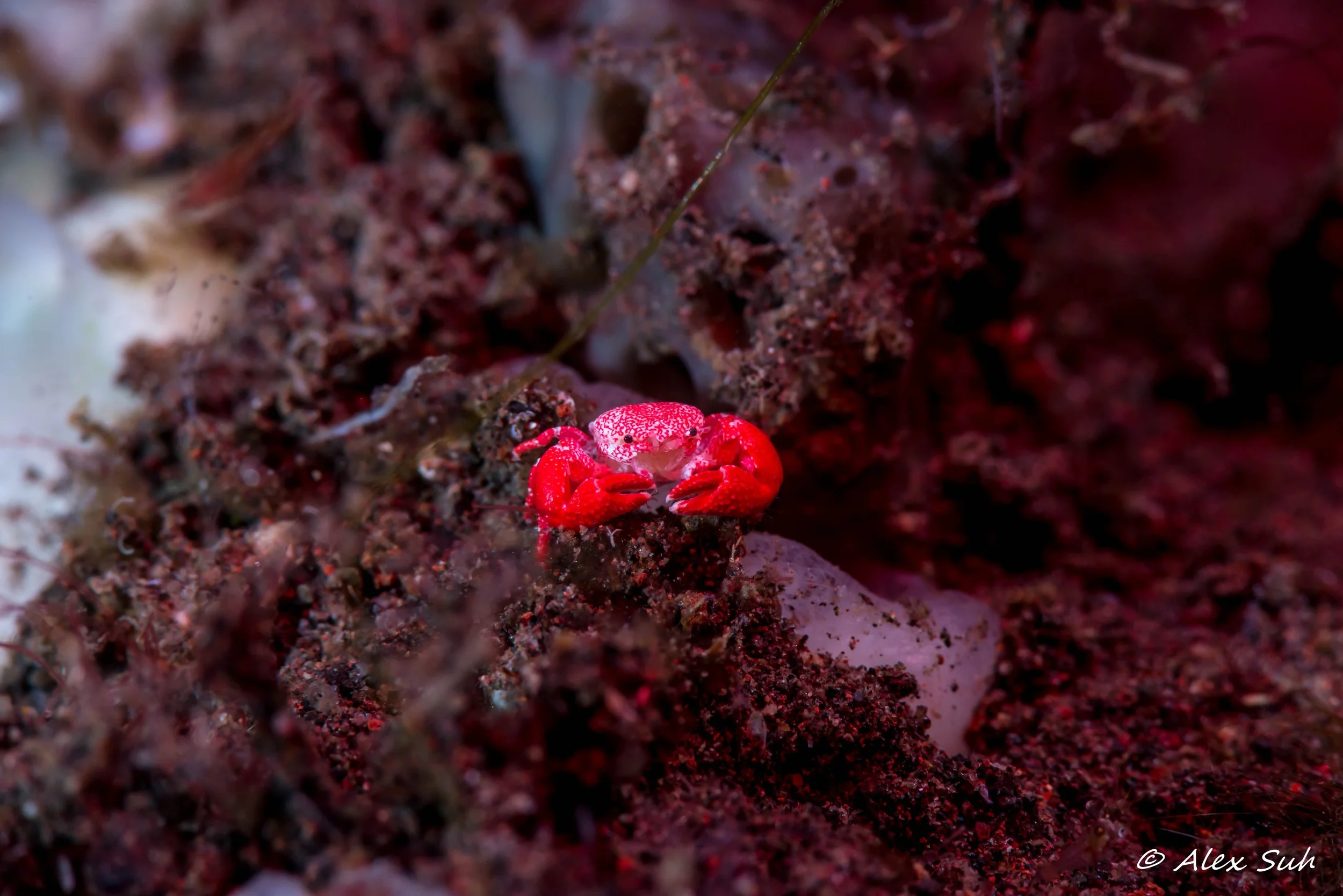 Micro Macro Red Crab