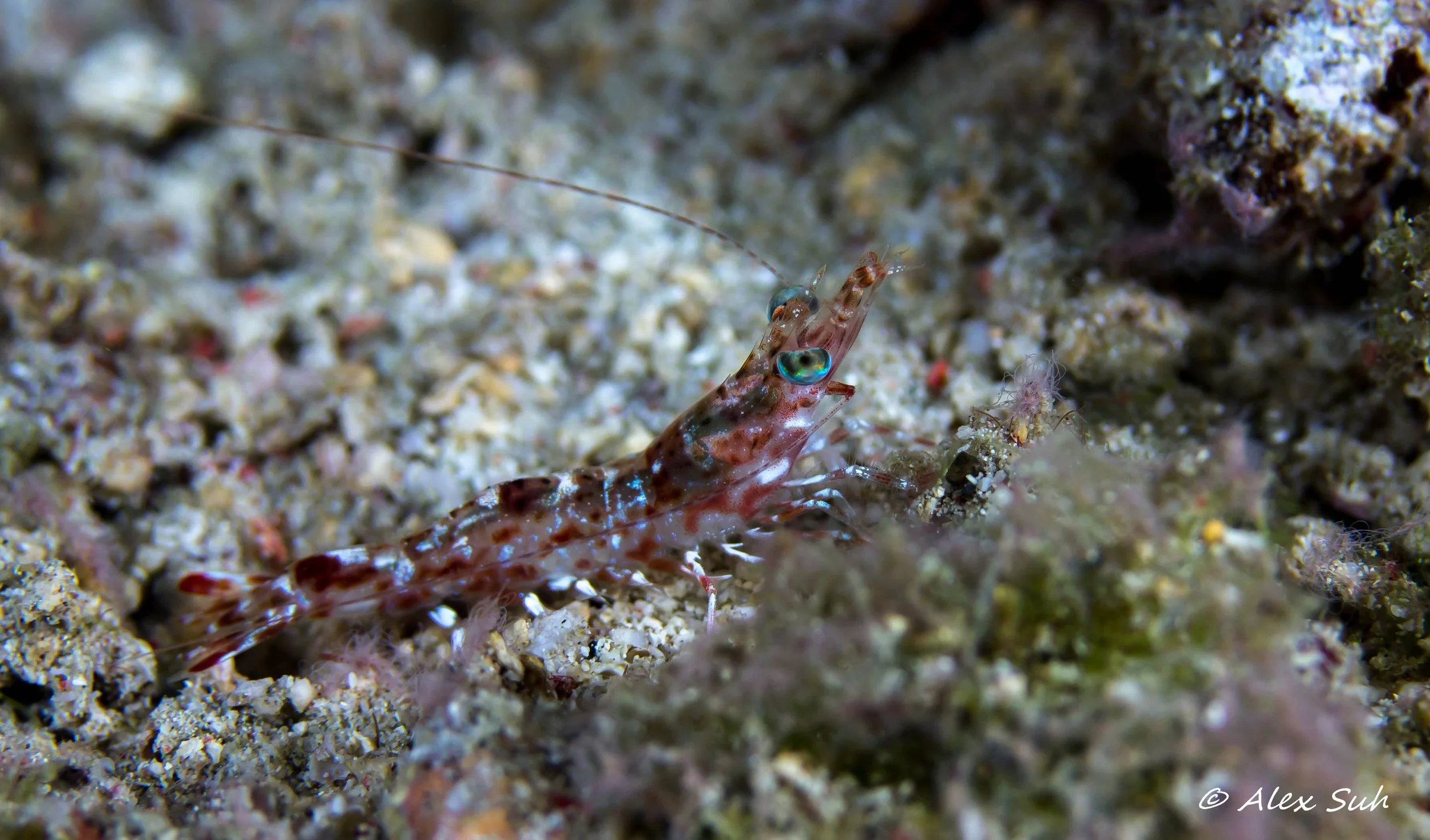 Shrimp.jpg