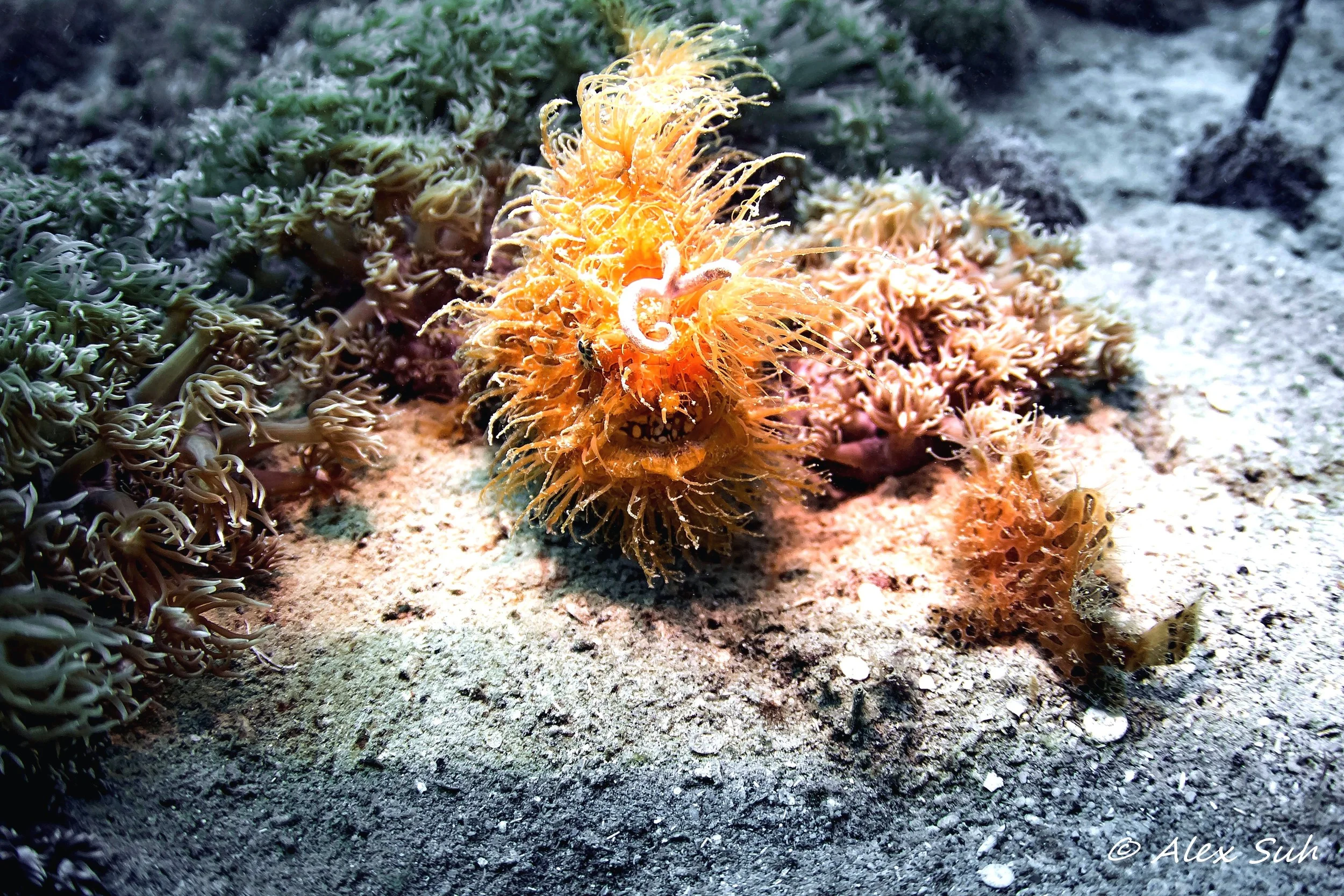 Male Frogfish Courting Female