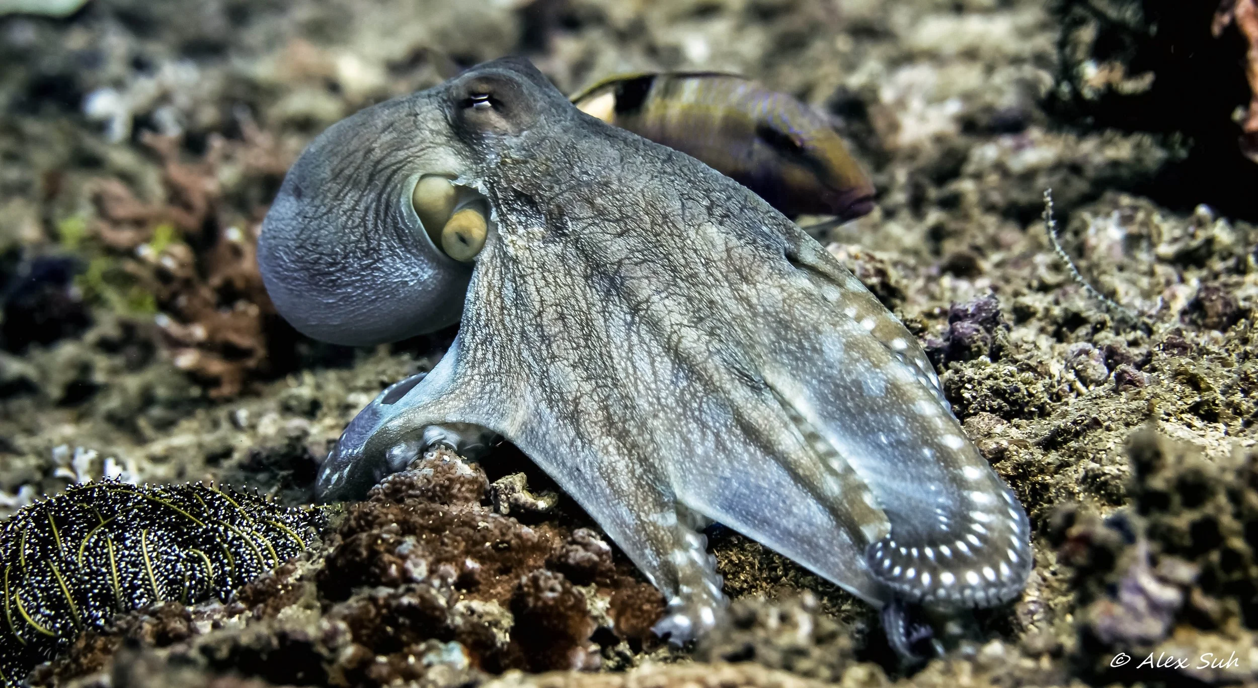 Fanned Octopus.jpg