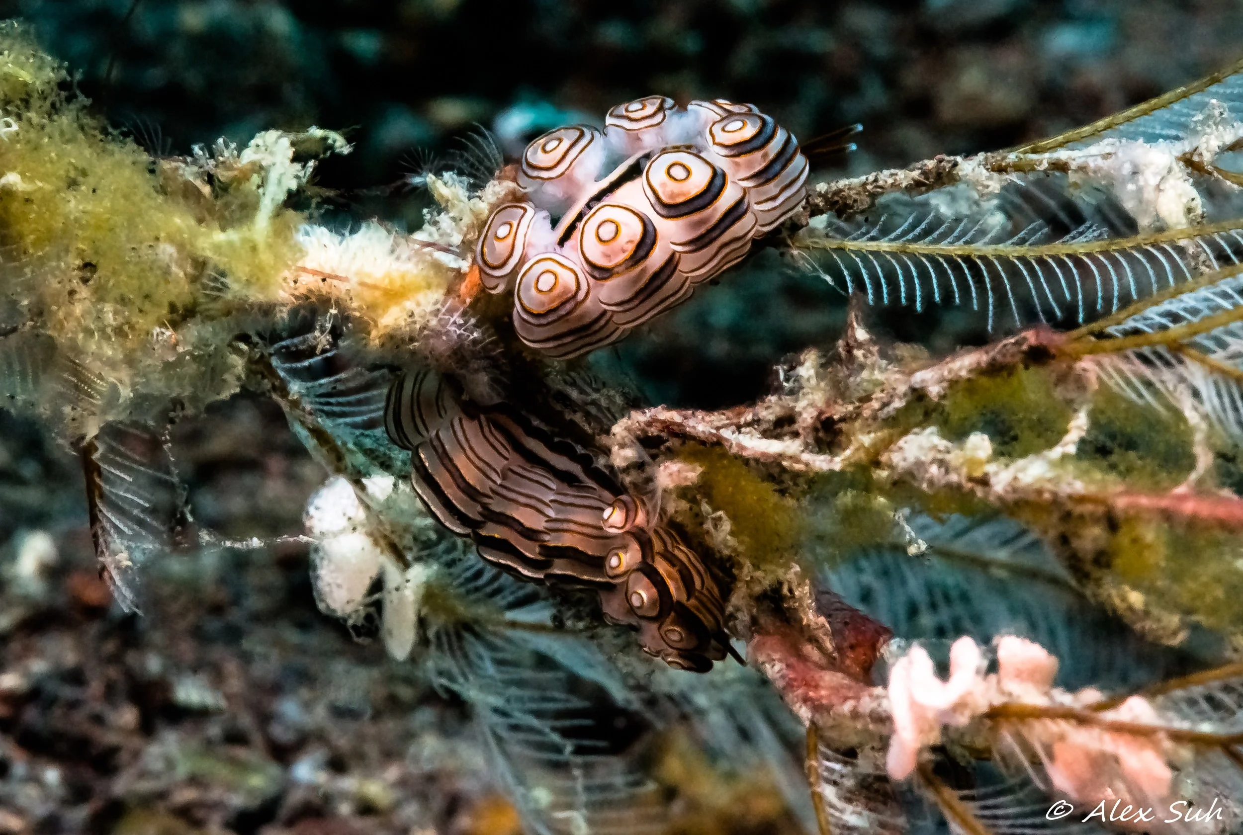 Donut Nudibranch Laying Eggs (Dendronotid Nudibranchs-Dotidae)