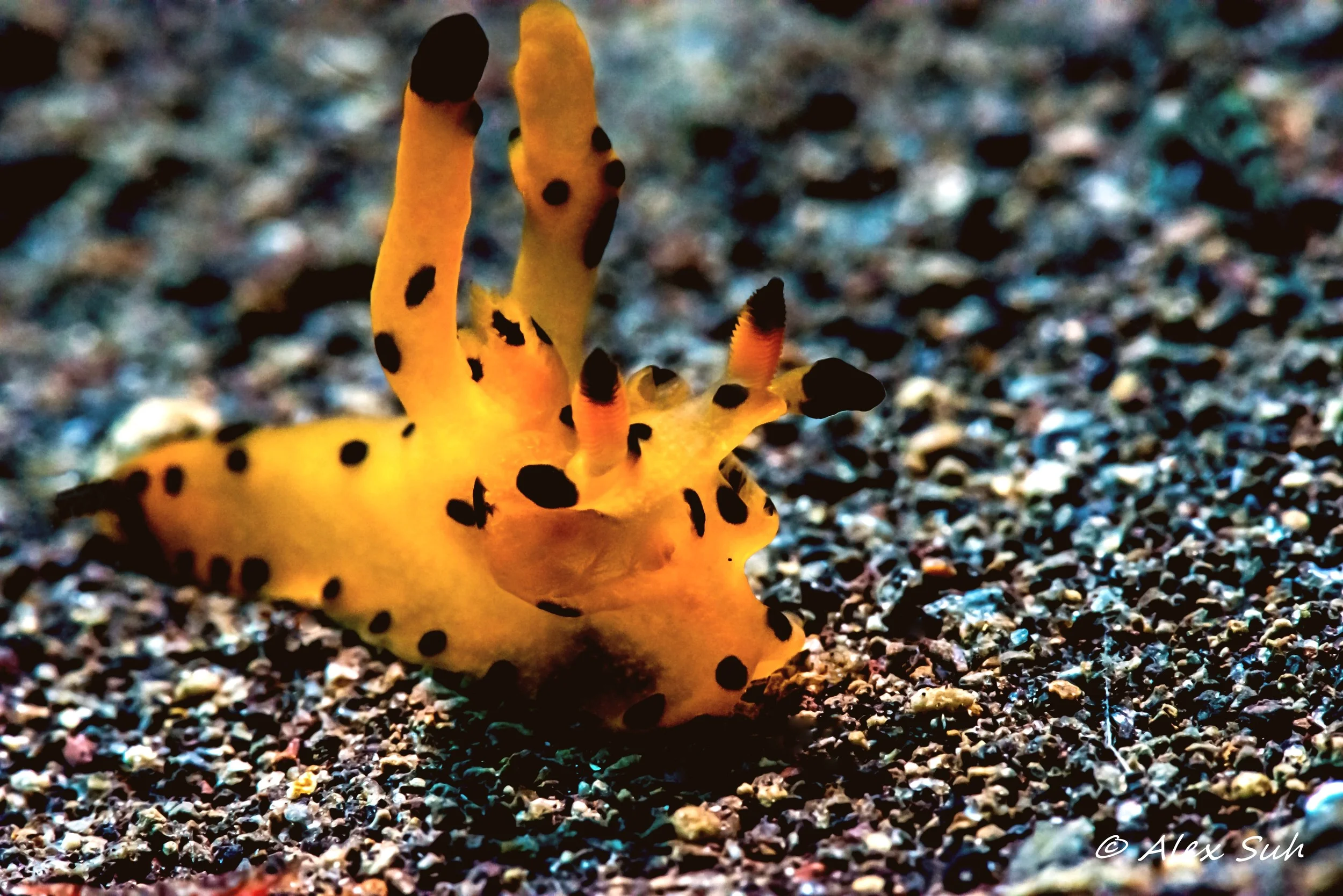 Pikachu Nudibranch (Thecacera sp.)