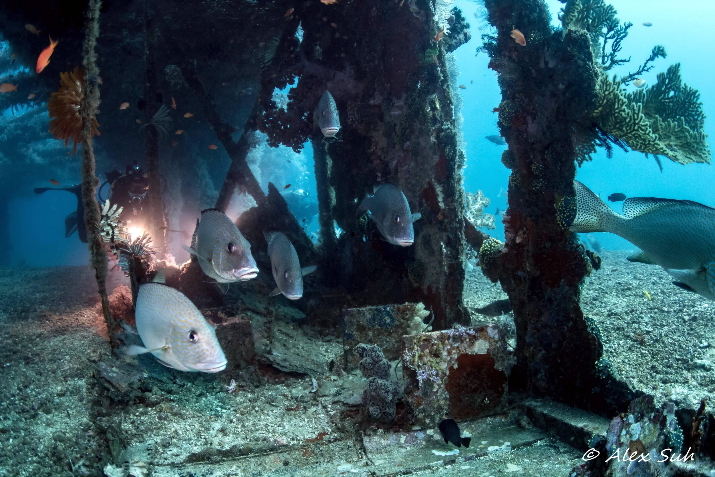 School of Harlequin Sweetlips (Plectorhinchus chaetodonoides)