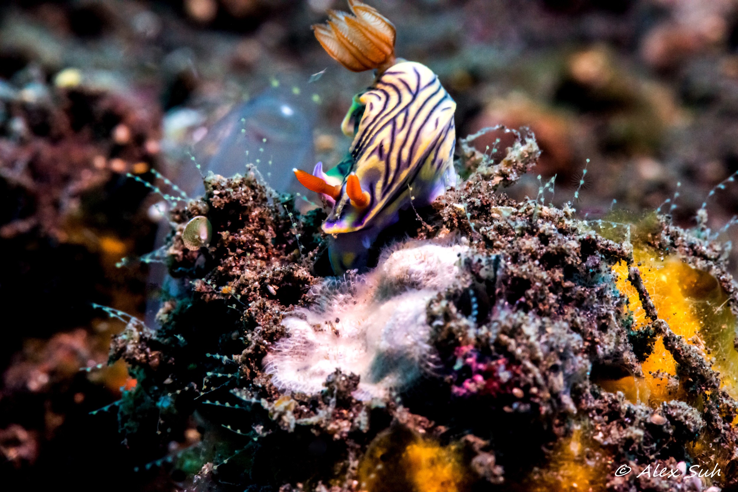 Wing Nudibranch (Hypselodoris zephyra)