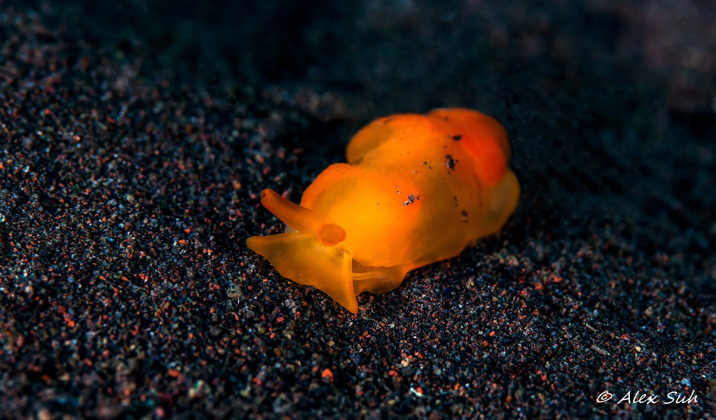 Apricot Sidegill Slug (Golden Noumea/ Noumea crocea)