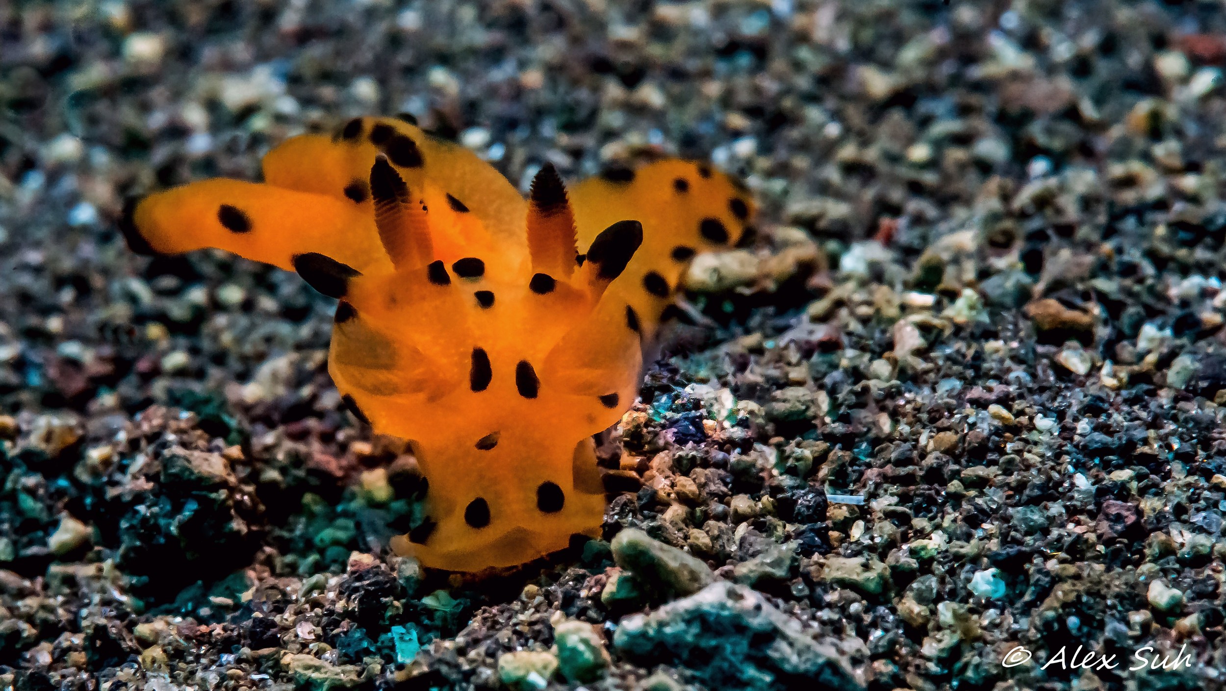 Pikachu Nudibranch (Thecacera sp.)