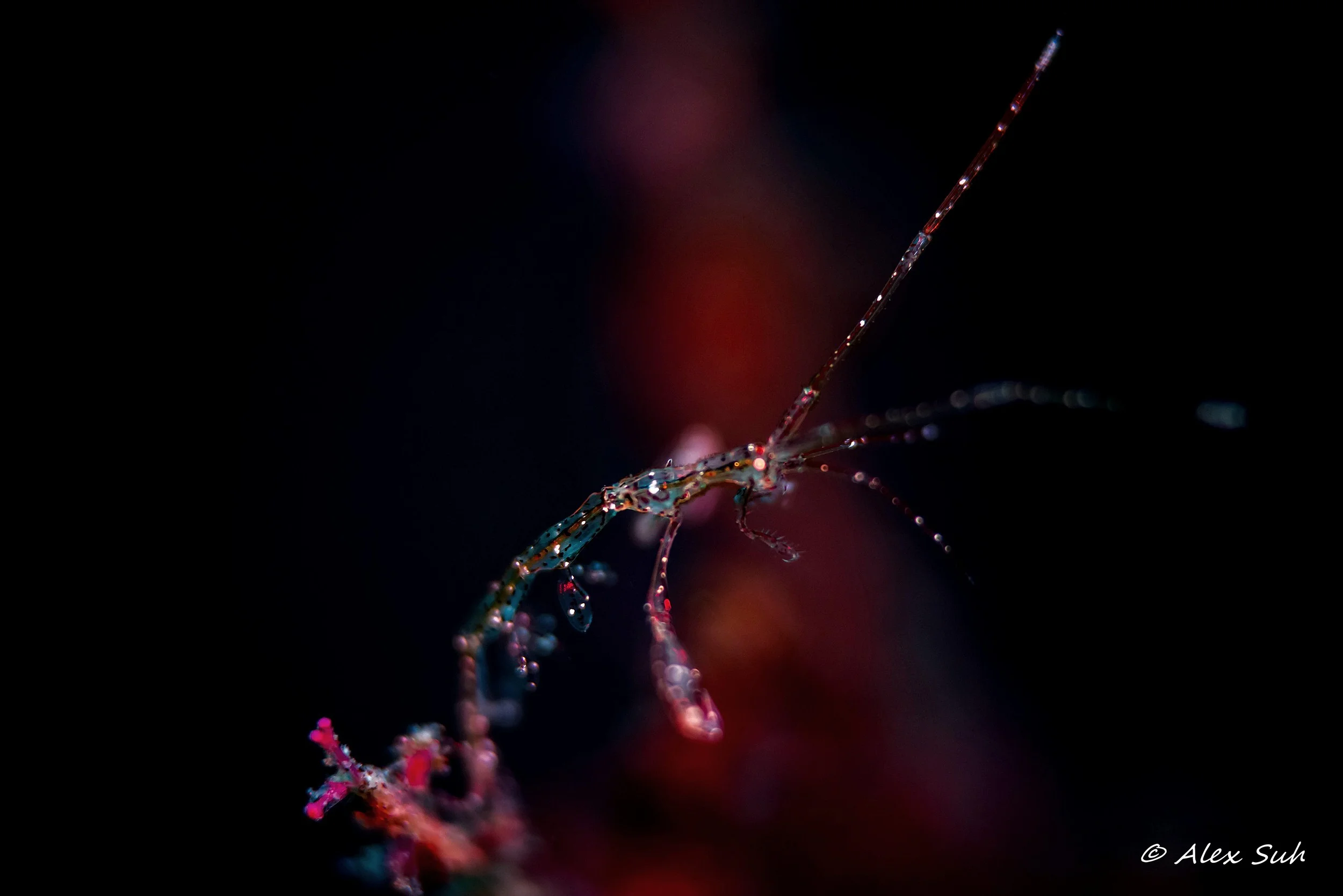 Skeleton Shrimp