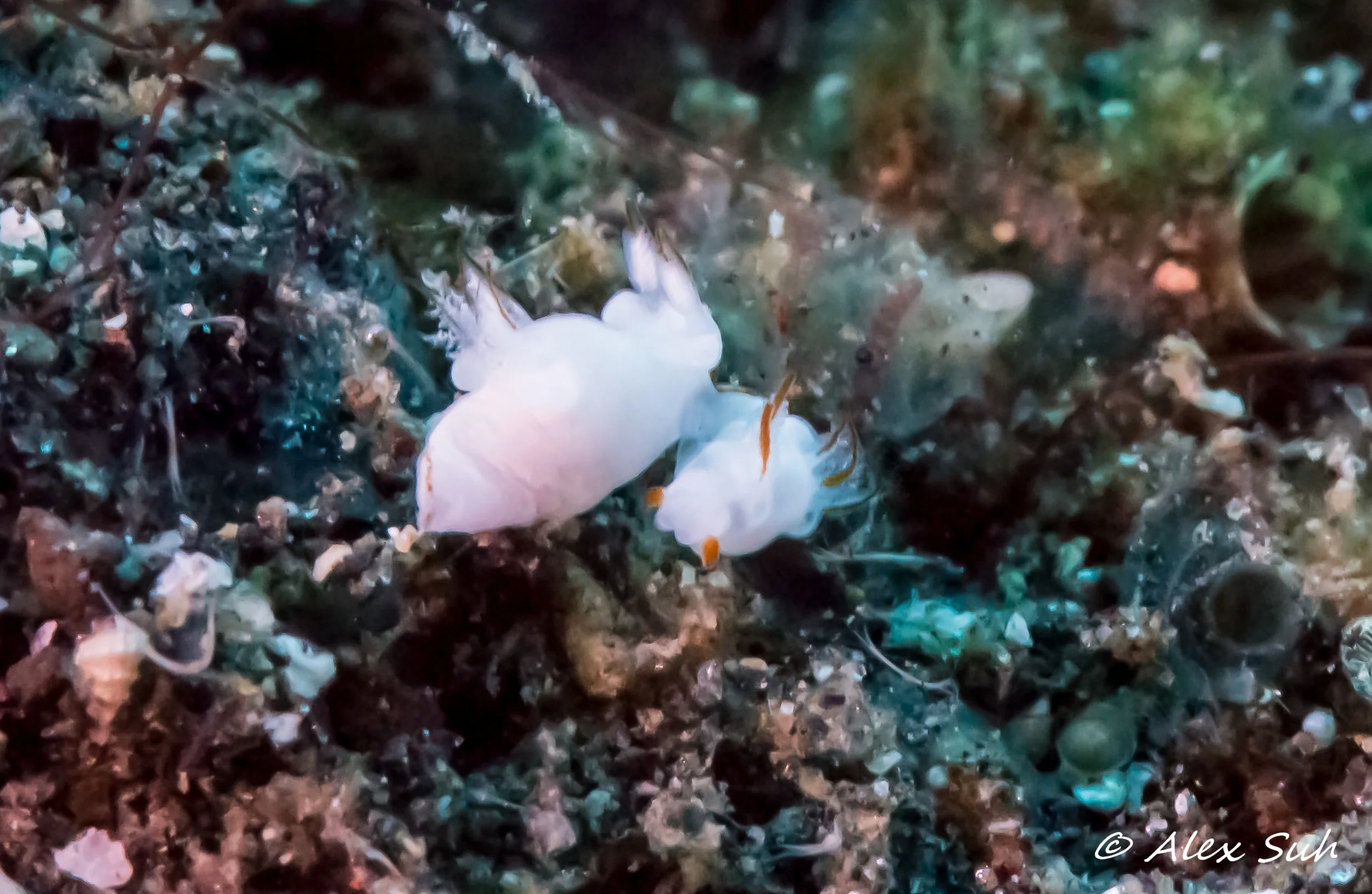 Micro Nudibranchs (3 of 3)