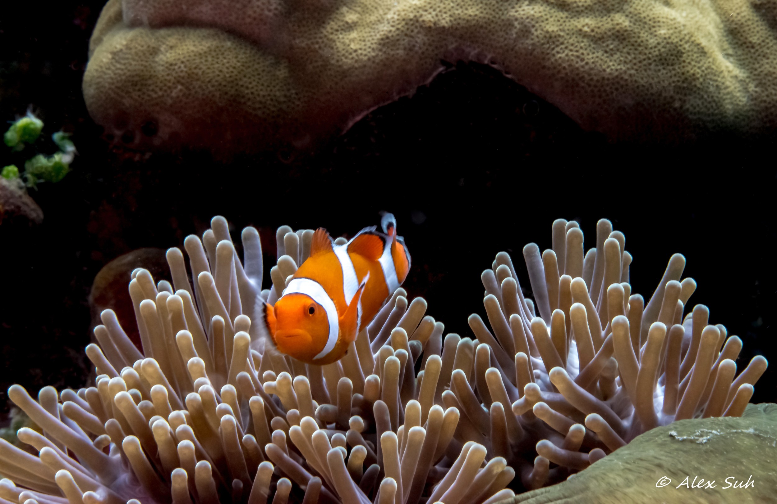 Clown Fish, Dinkum Wiki