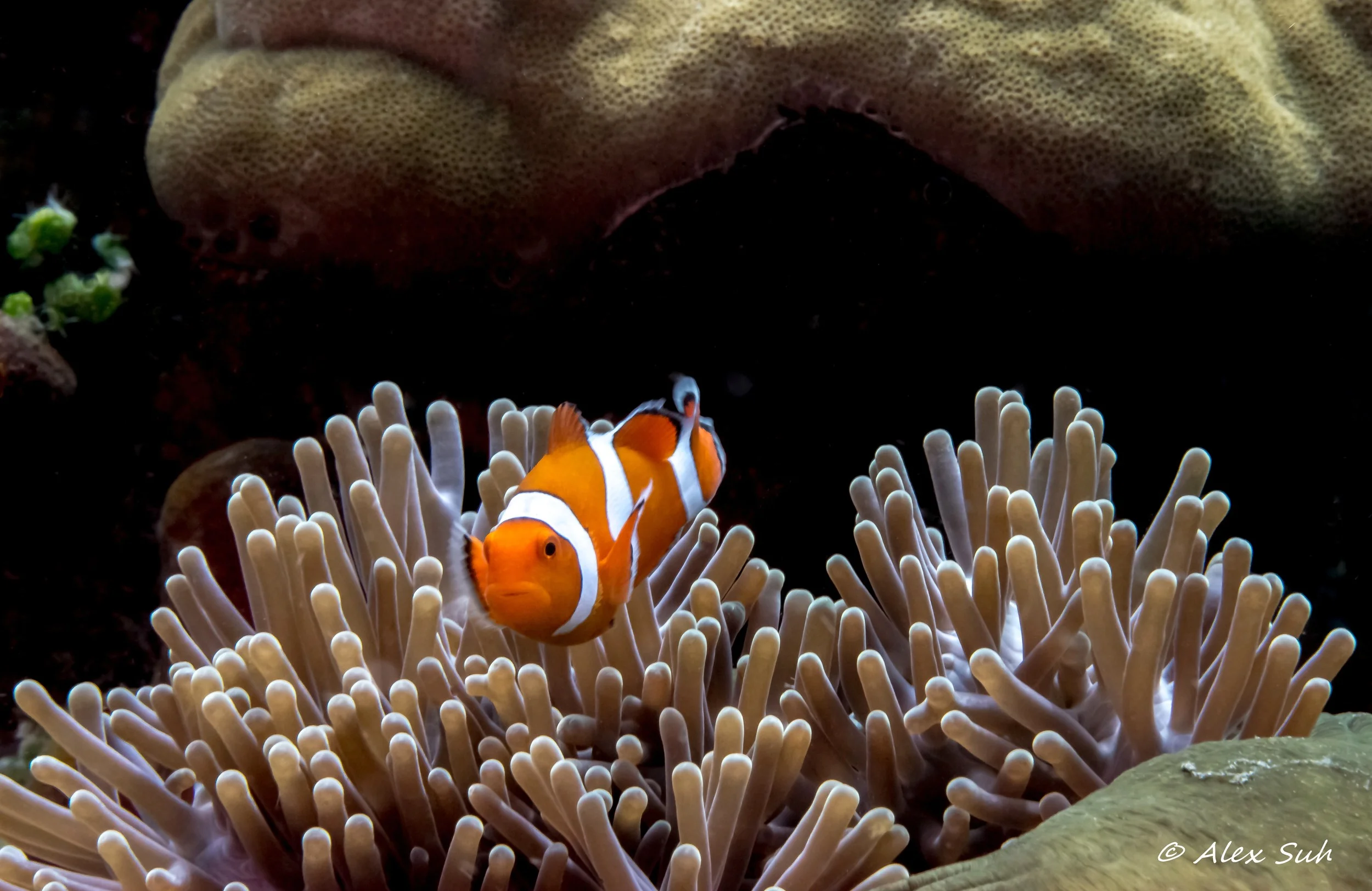 Percula Clown Bali Final.jpg