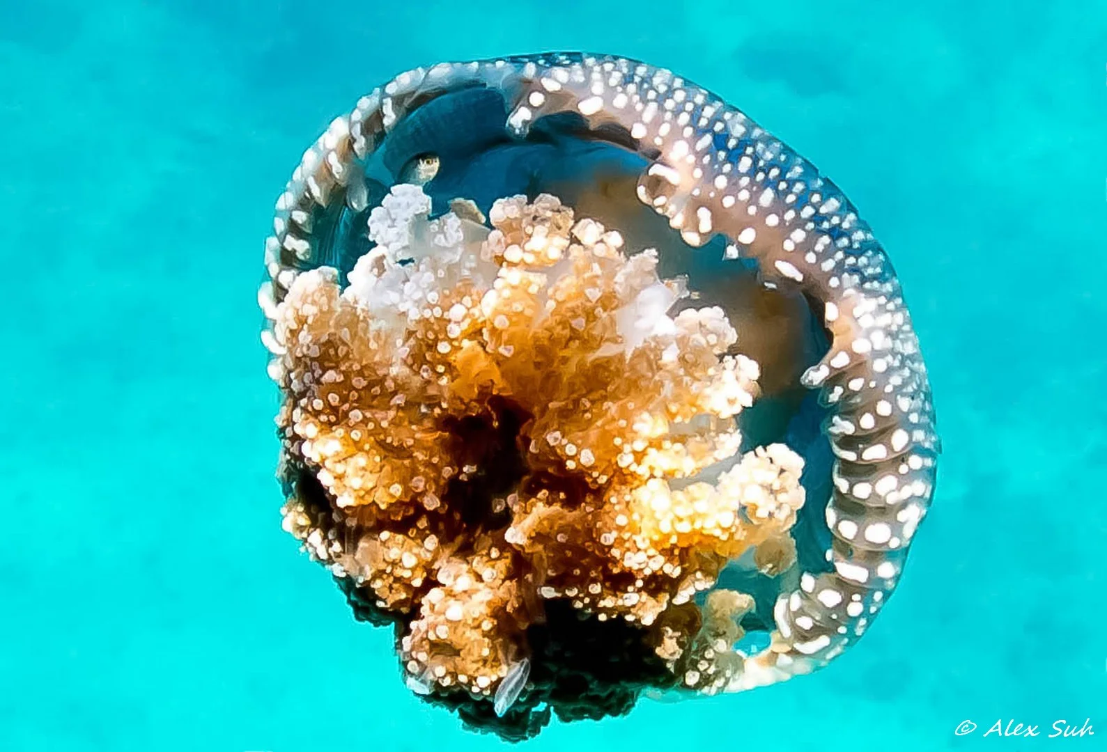 Jelly Fish Sheltering Fish