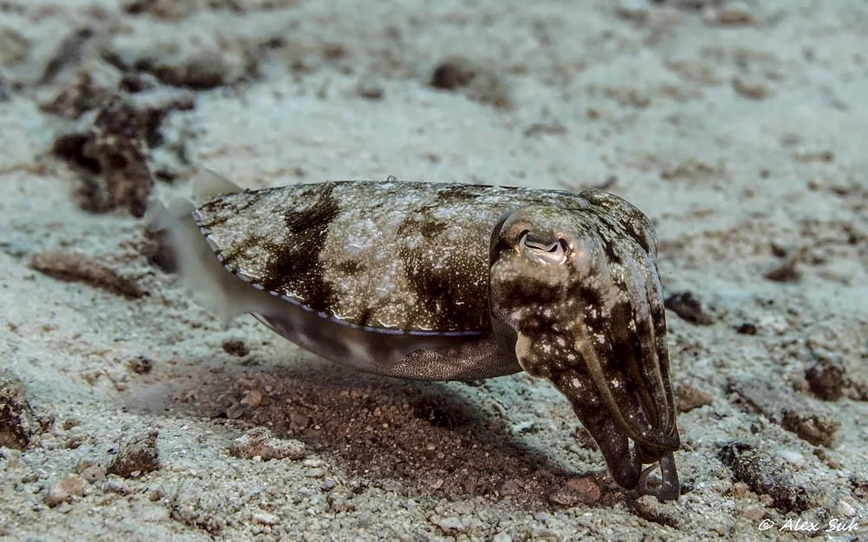 Golden Cuttlefish