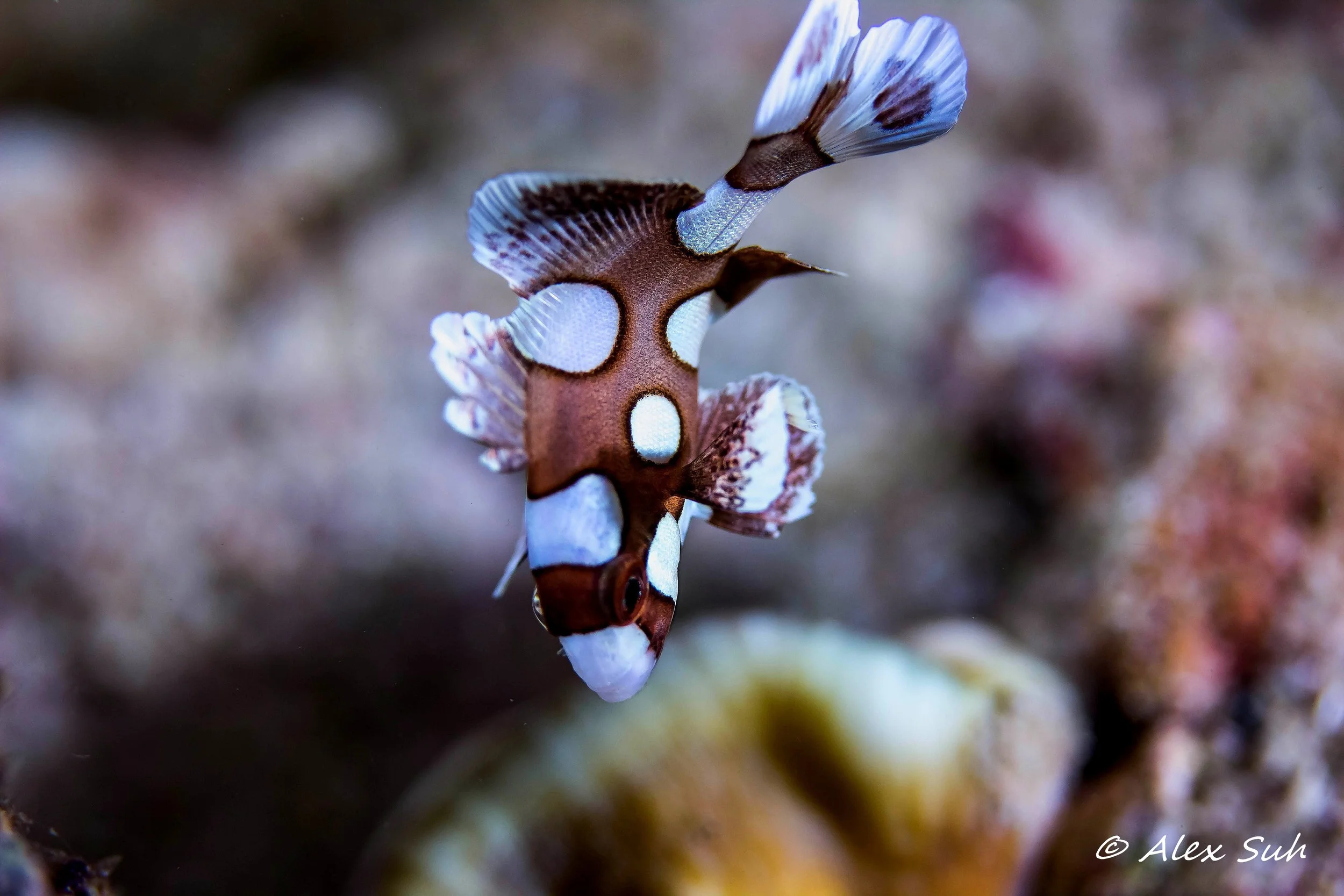 Spotted Sweetlips (Plectorhinchus chaetodonoides)
