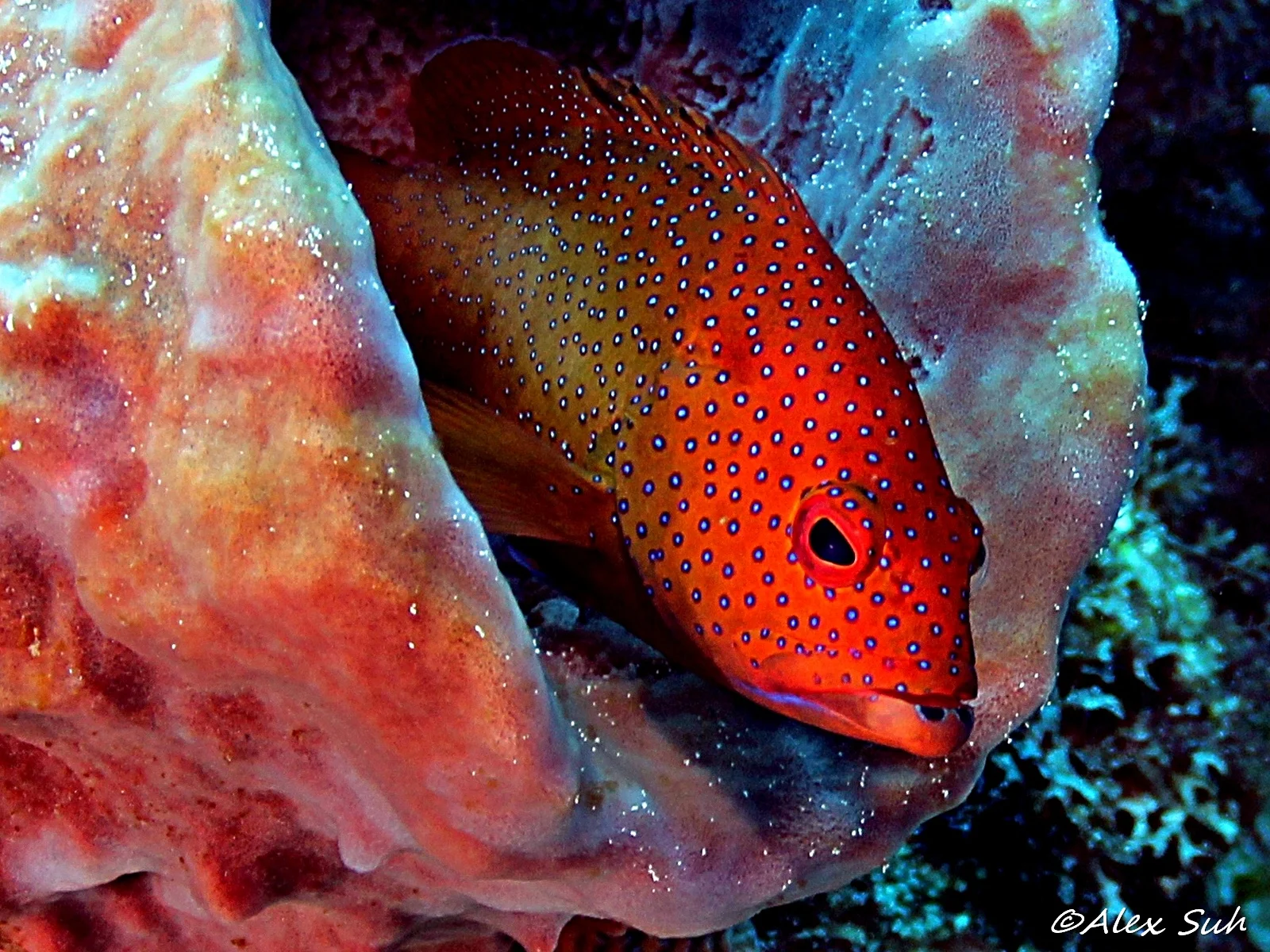 Spotted Grouper Head Shot Cozumel.jpg
