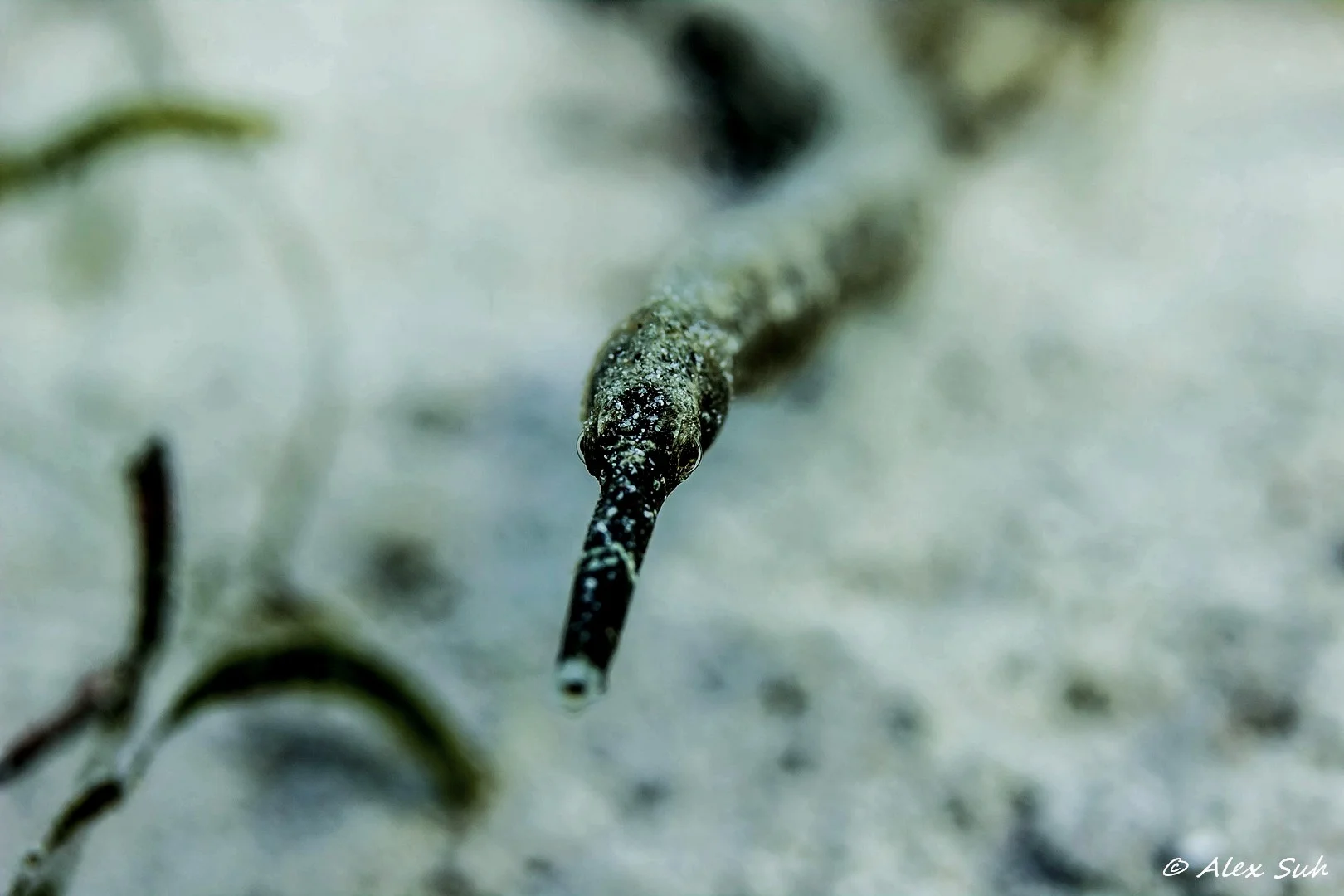 Pipe Fish Head Close Up.jpg