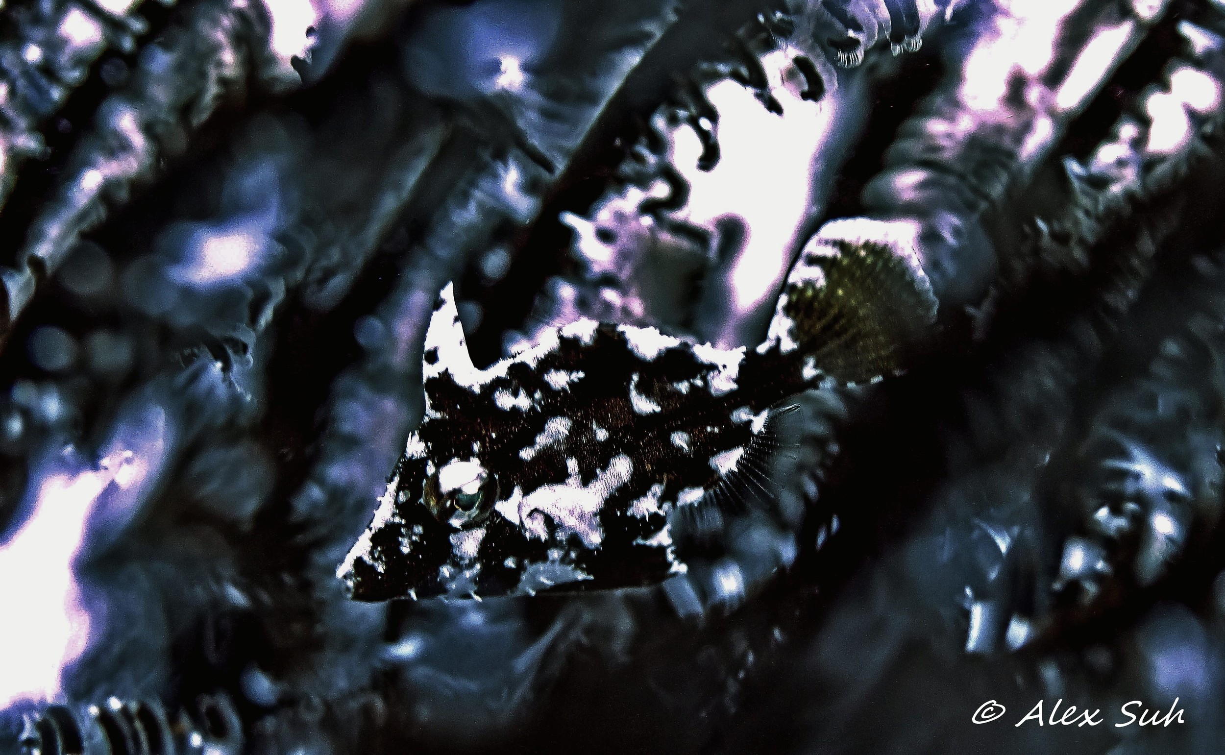 Micro File Fish