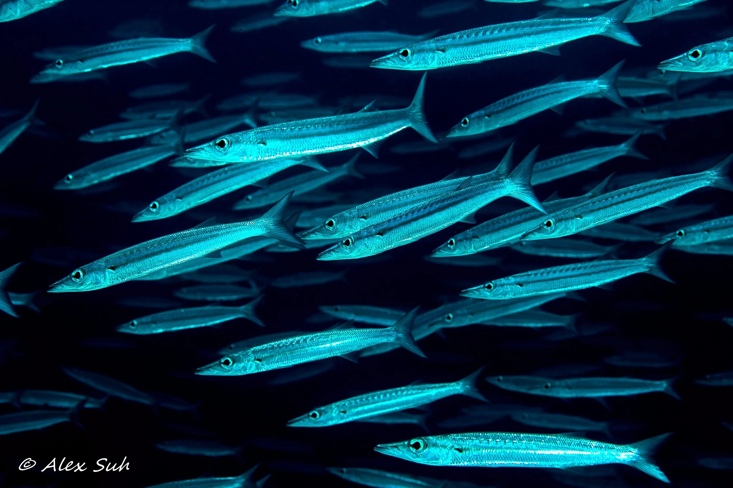 School of Baby Bigeye Barracuda (Sphyraena forsteri)
