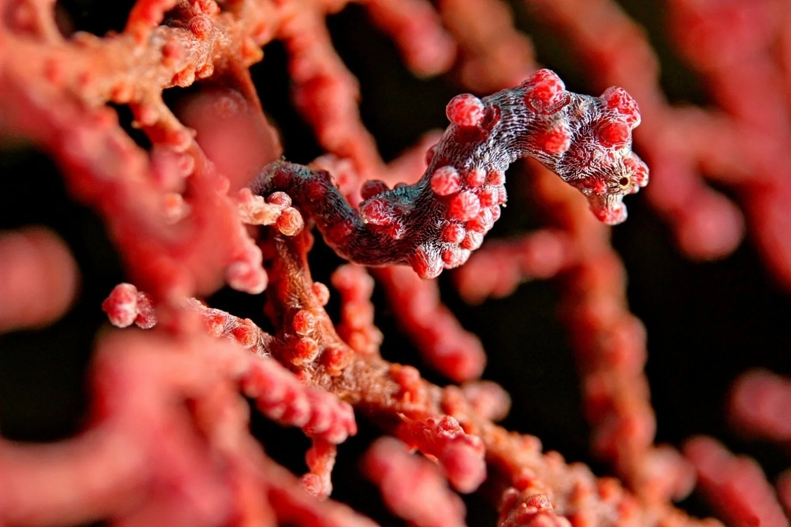 Pygmy Seahorse.jpg