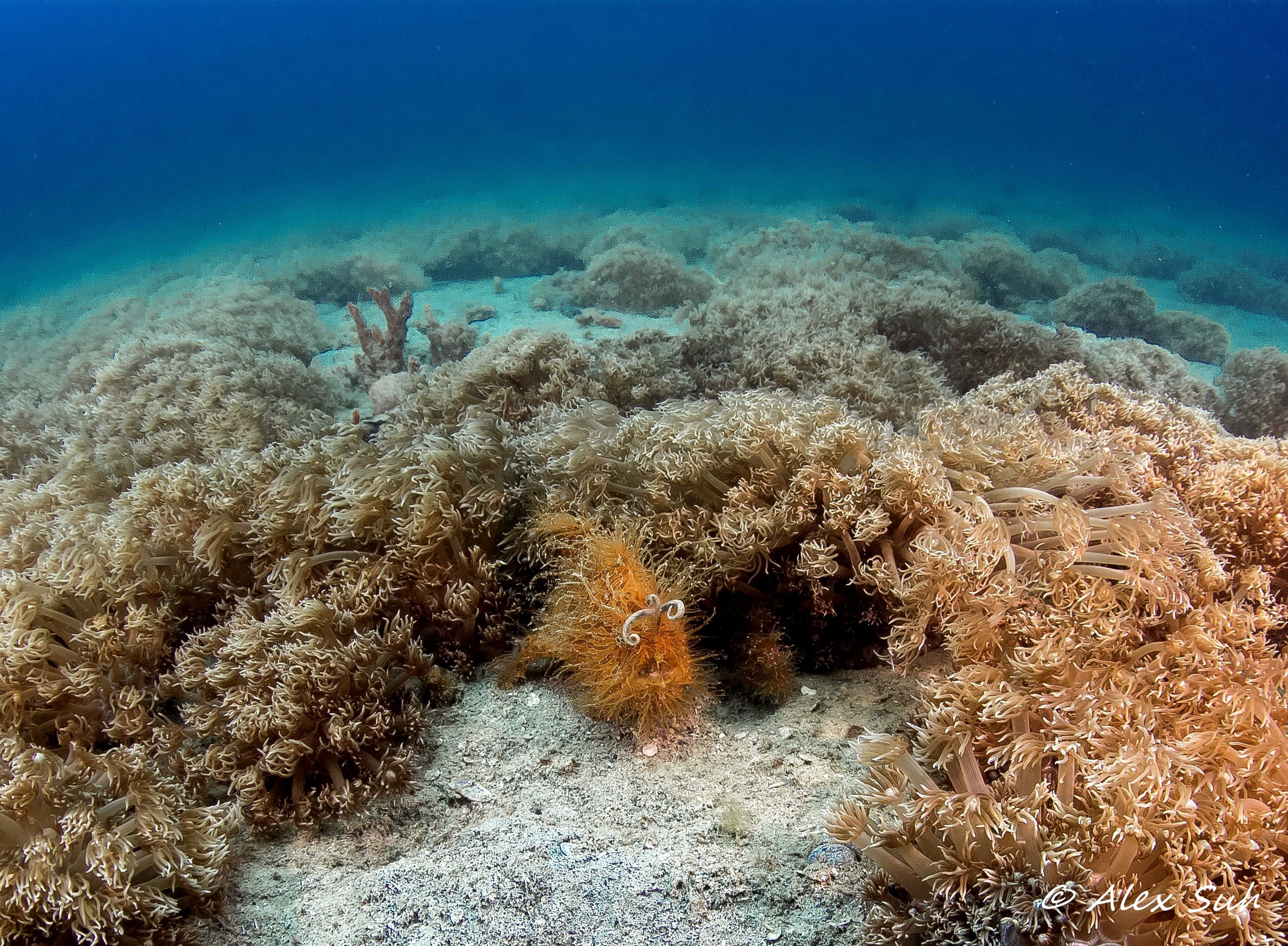 Female and Male Hairy Frogfish (Antennarius striatus) In Soft Coral Field