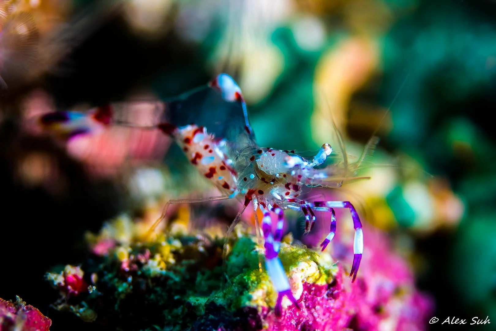 Holthuis Anemone Shrimp (Ancylomenes holthuisi)