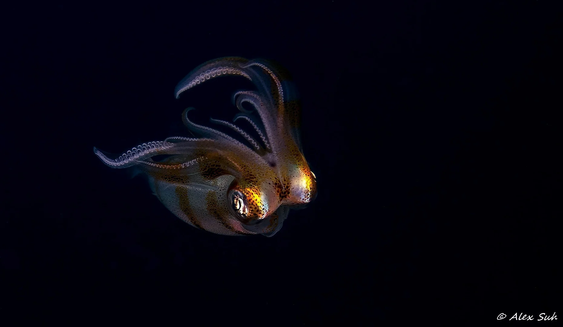 Squid (Loligo opalescens)