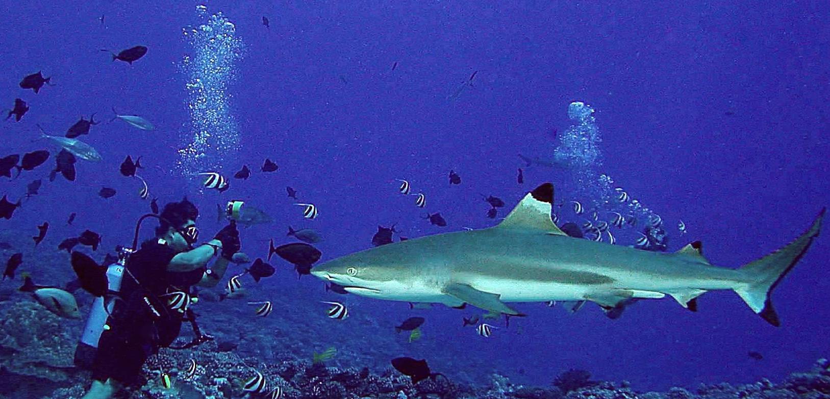 Alex's first shark dive