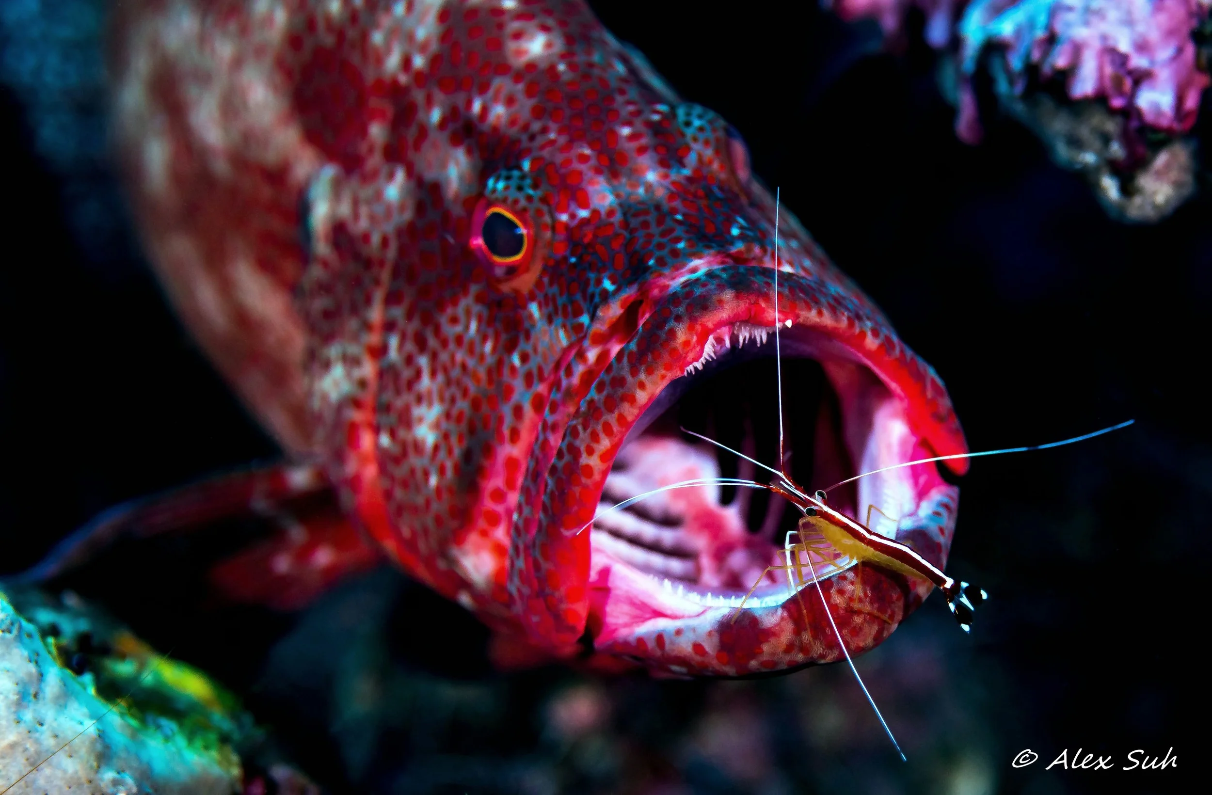 Coral Grouper (Cephalopholis miniatus)